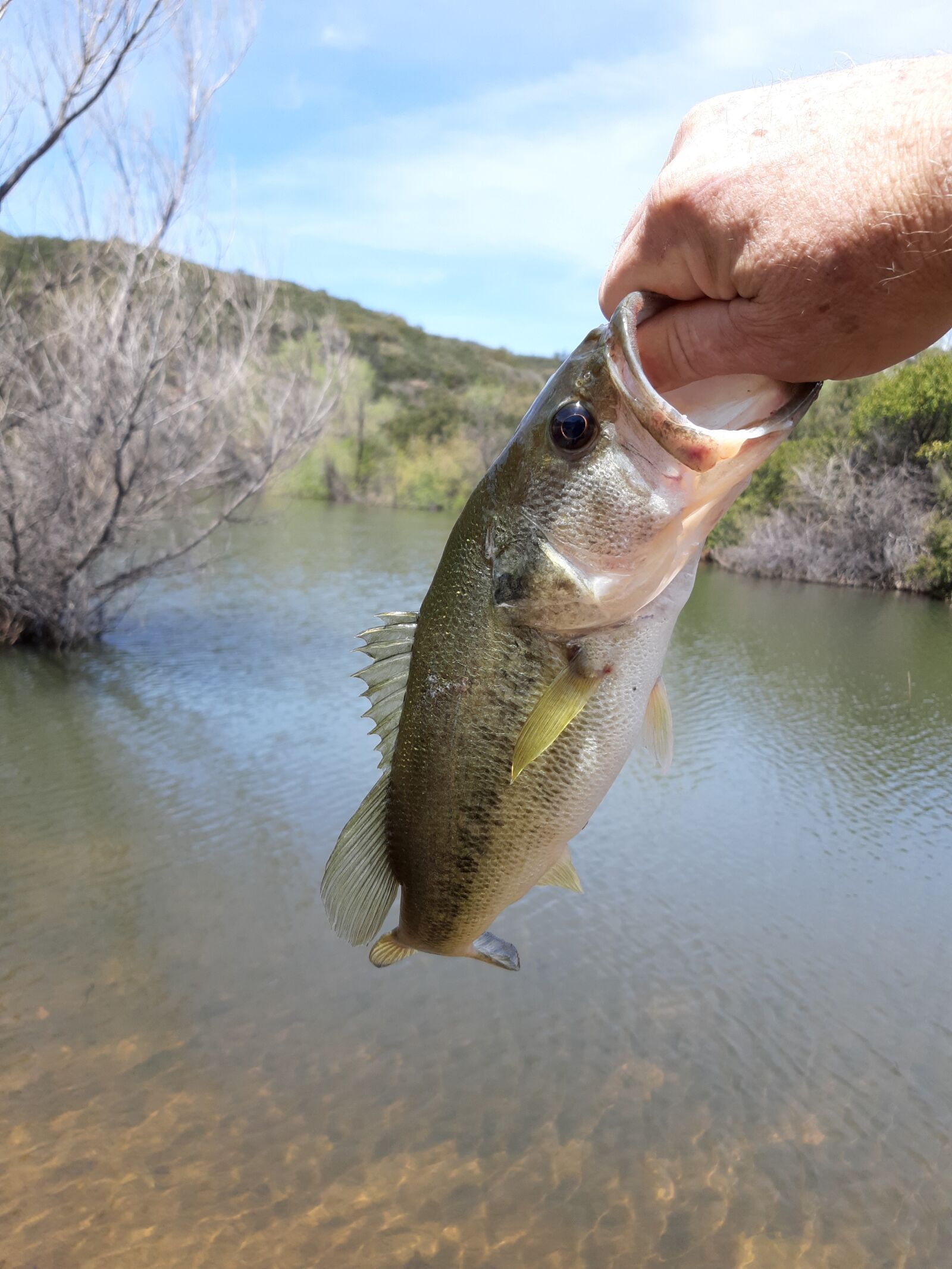 Samsung Galaxy A6 sample photo. Fish, bass, fishing photography