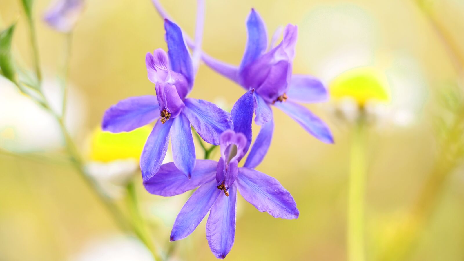 Olympus M.Zuiko Digital ED 60mm F2.8 Macro sample photo. Larkspur, chamomile, wild plants photography