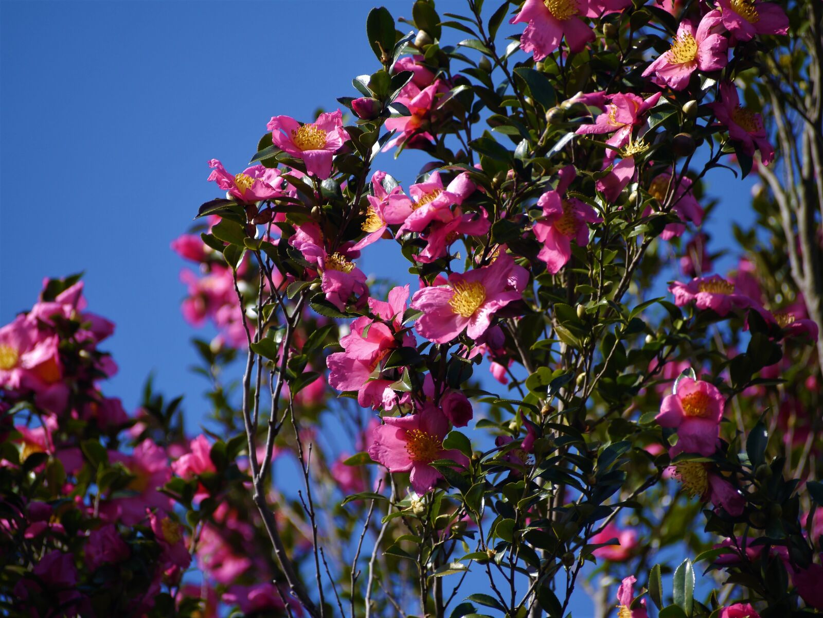 Panasonic Lumix DMC-GX1 sample photo. Pink, flowers, yellow photography