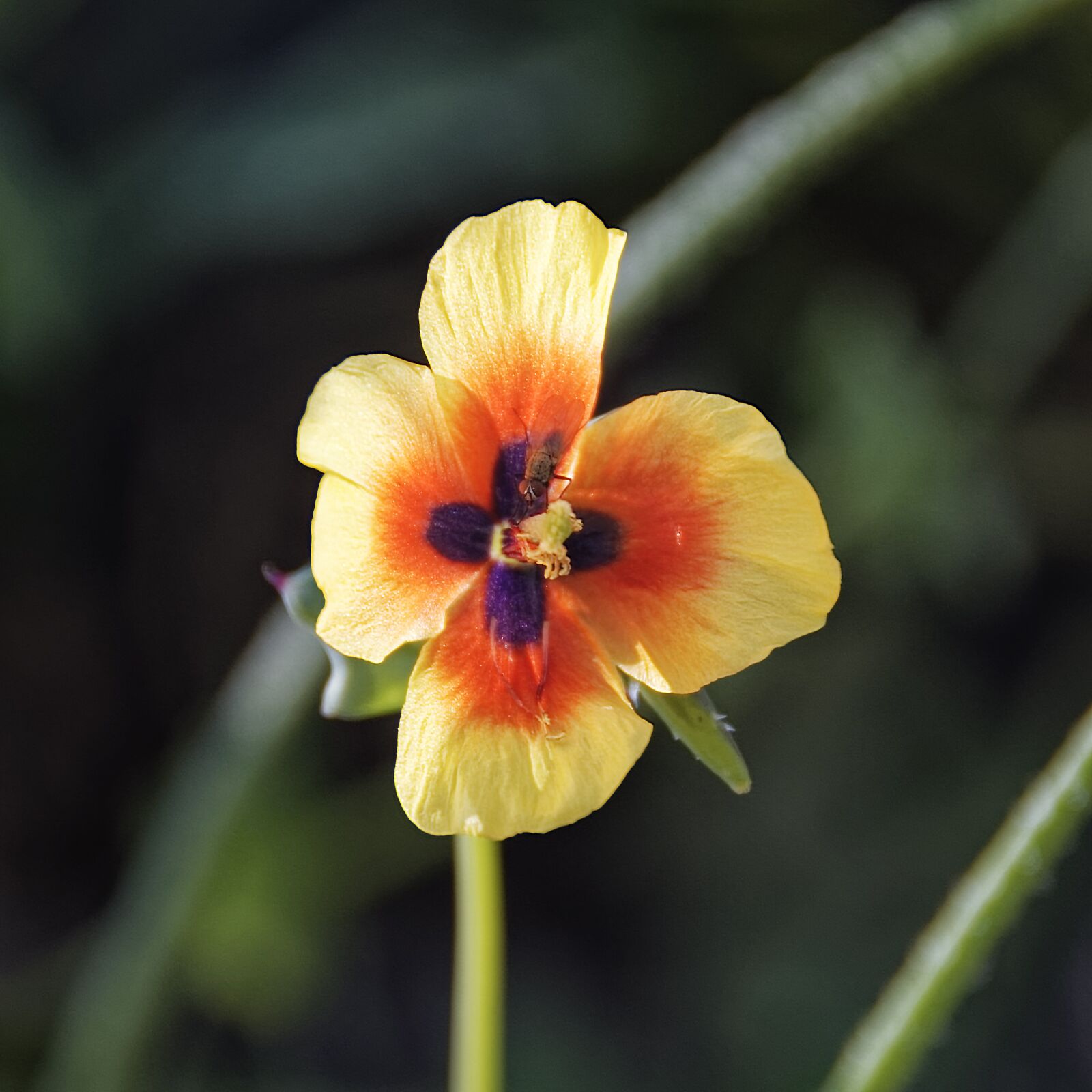 Nikon D500 sample photo. Flower, blossom, bloom photography
