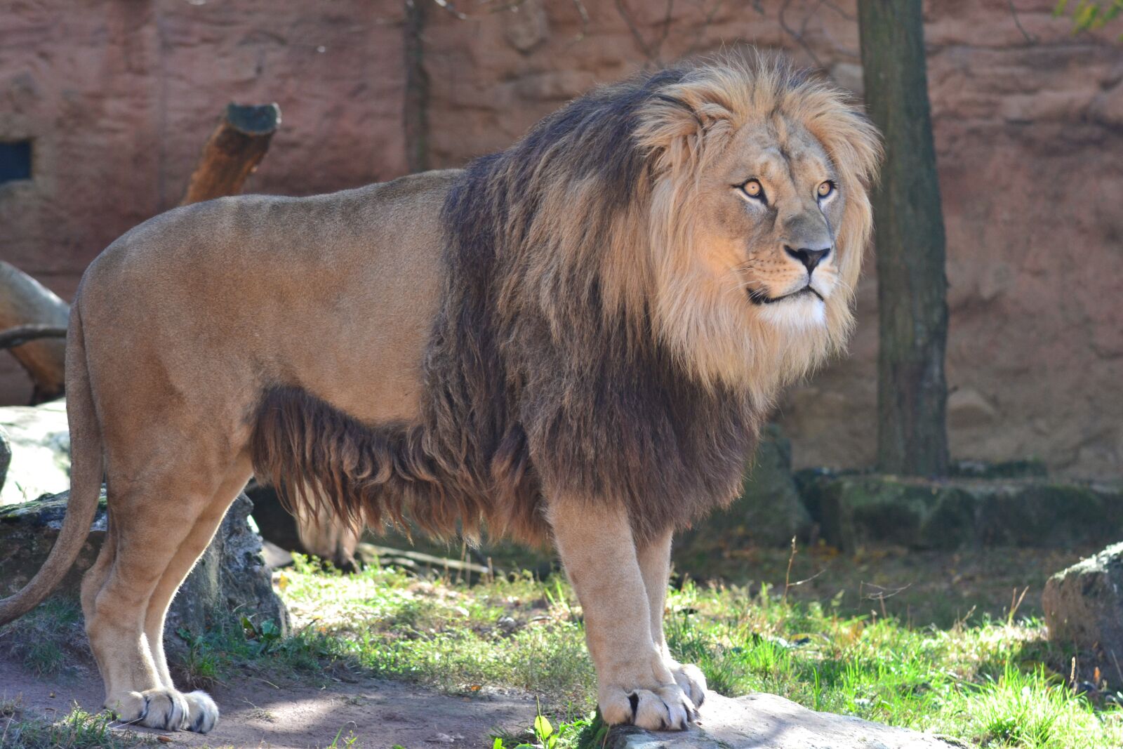 Nikon D3100 sample photo. Lion, males, mane photography