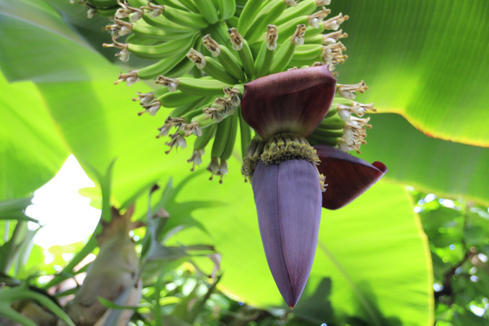 Canon EOS 700D (EOS Rebel T5i / EOS Kiss X7i) sample photo. Banana shrub, bananas, banana photography