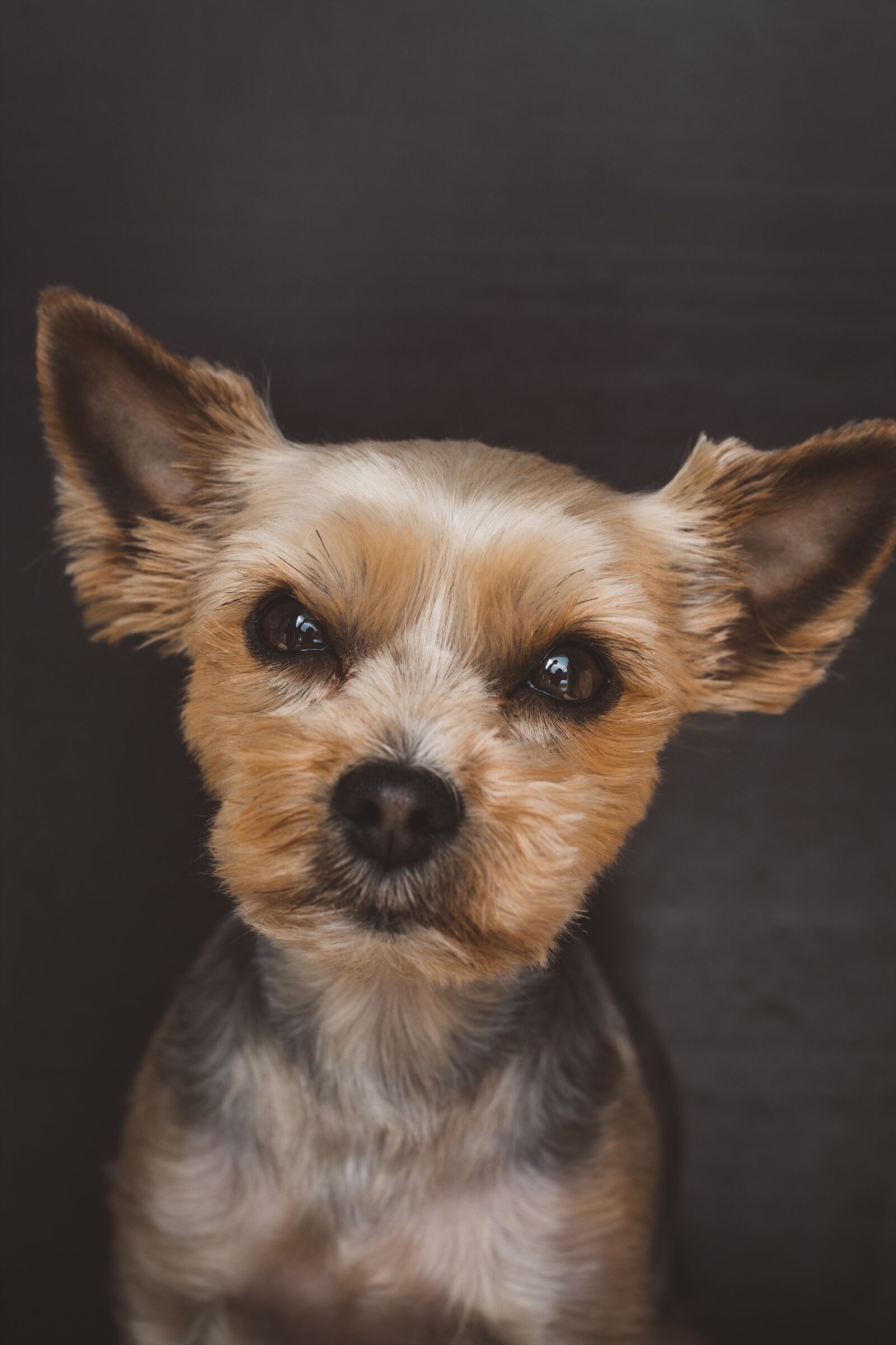 Nikon D7100 sample photo. Dog, pet, small photography