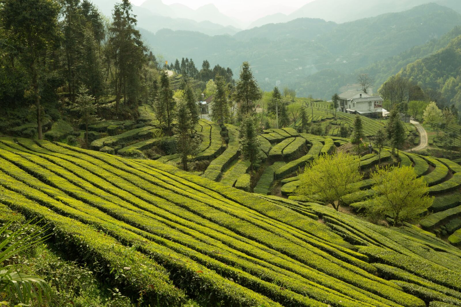 Canon EF 24-70mm F2.8L II USM sample photo. Tea garden, wufeng, green photography