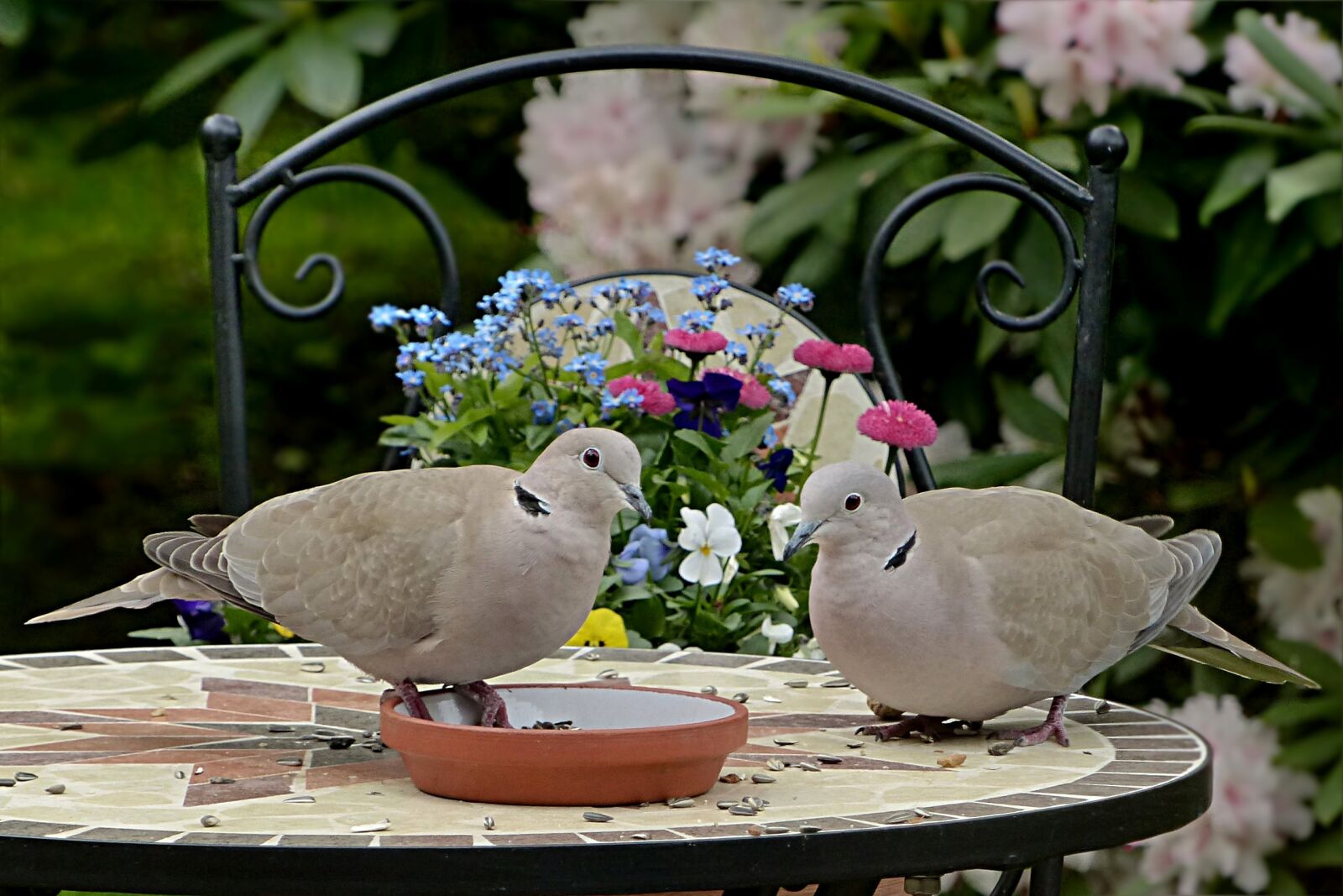 Panasonic Lumix DMC-FZ200 sample photo. Dove, collared, streptopelia decaocto photography