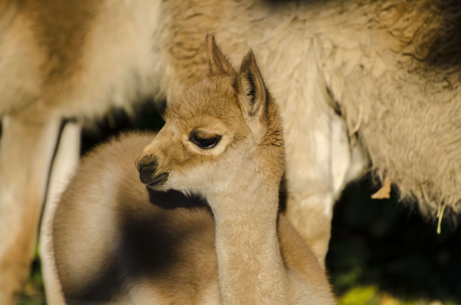 Nikon D7000 sample photo. Zoo, tiergarten, vienna photography