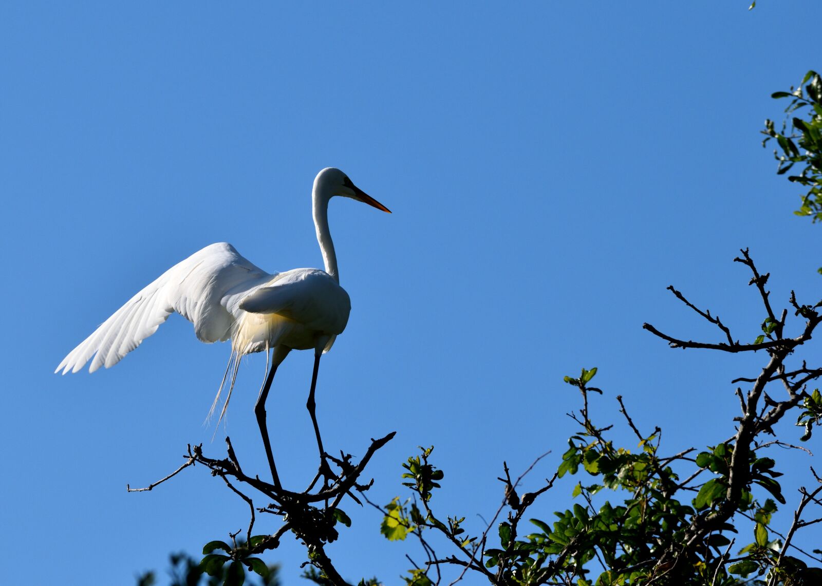 Nikon D3300 sample photo. Bird, wildlife, nature photography