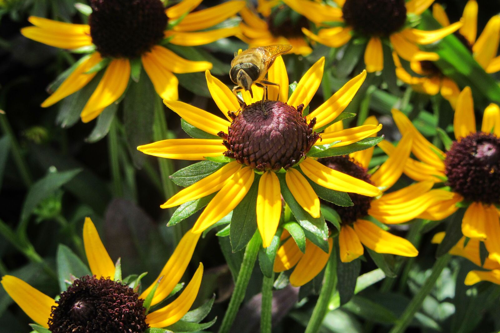 Canon PowerShot SX610 HS sample photo. Yellow flower, bee, plant photography