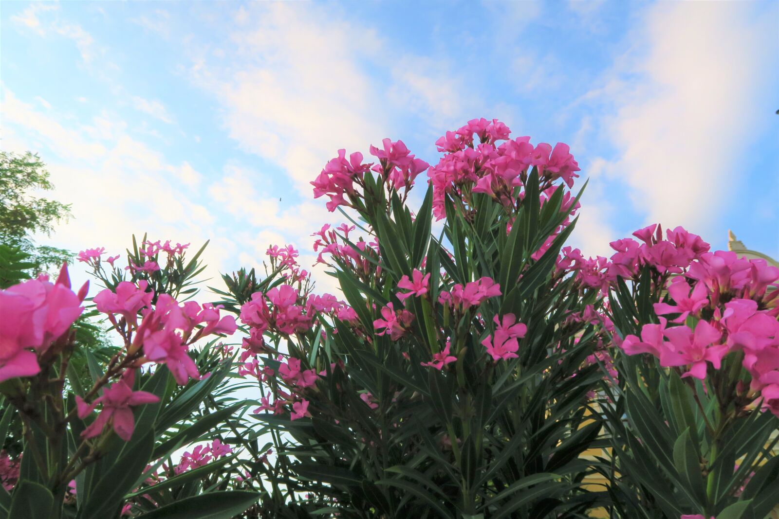 Canon PowerShot G7 X sample photo. Flower, nature, summer photography