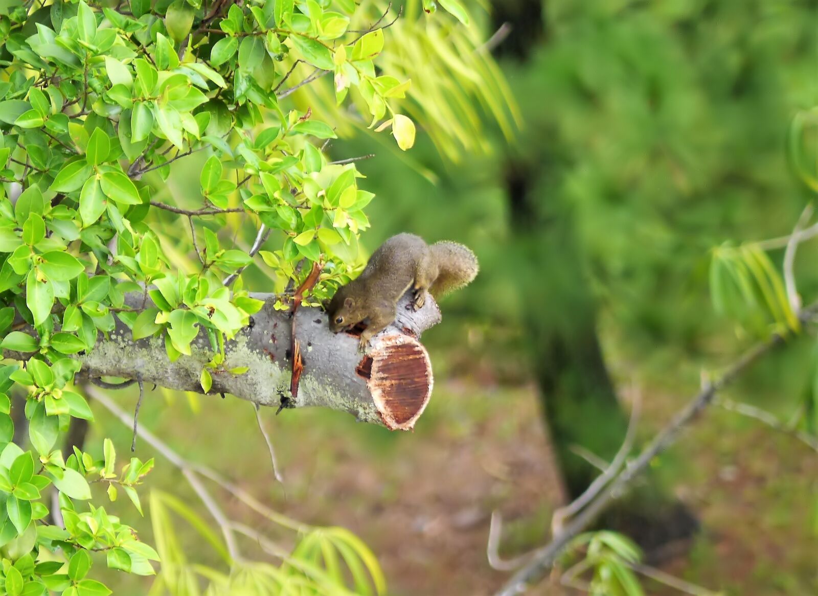 Panasonic Lumix DMC-GH3 sample photo. Outdoor, wild, wildlife photography