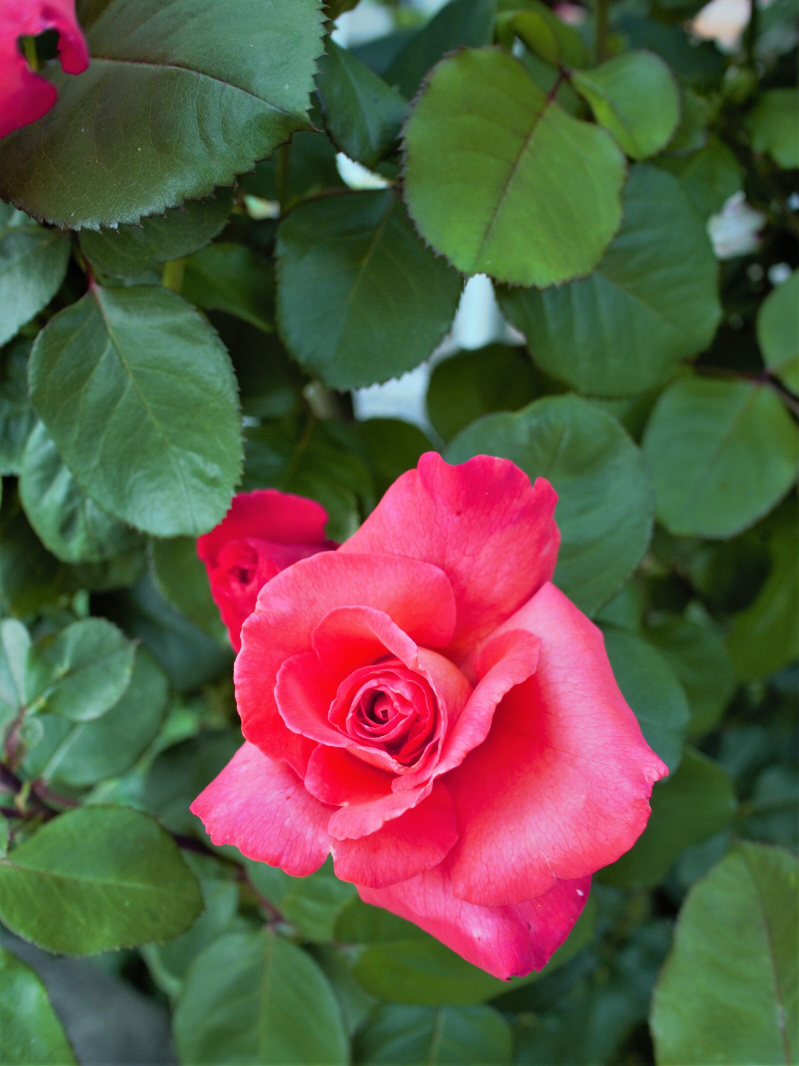 Olympus OM-D E-M5 sample photo. Flower, rose, nature photography