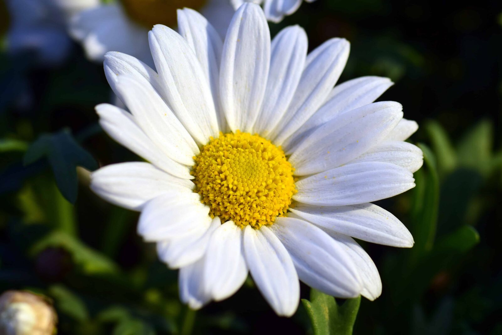Nikon D3300 sample photo. Flora, pistil, summer, nature photography
