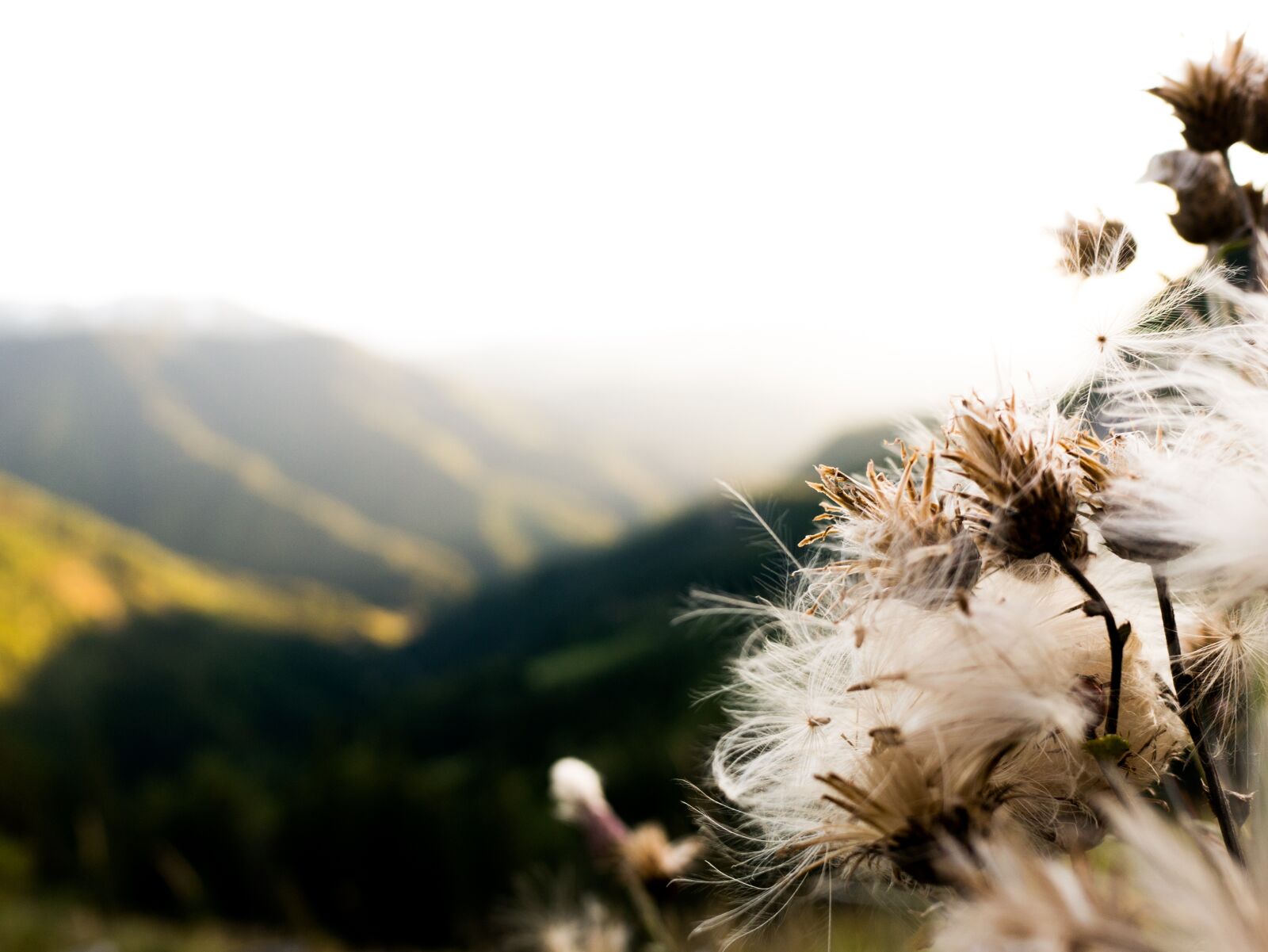 LEICA DG SUMMILUX 15/F1.7 sample photo. Dandelions, dandelion, mountains photography