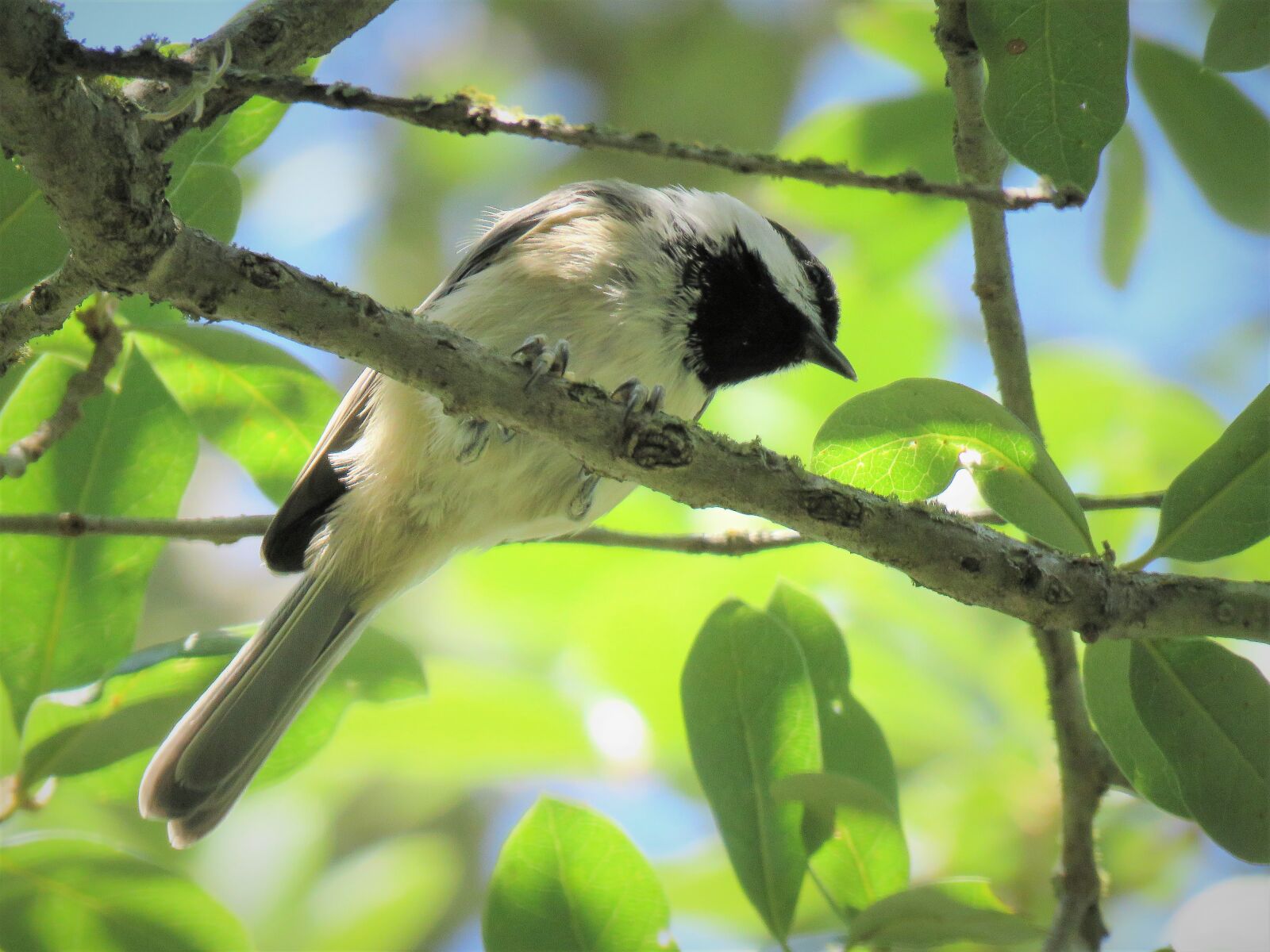 Canon PowerShot SX60 HS sample photo. Bird, tiny, chickadee photography