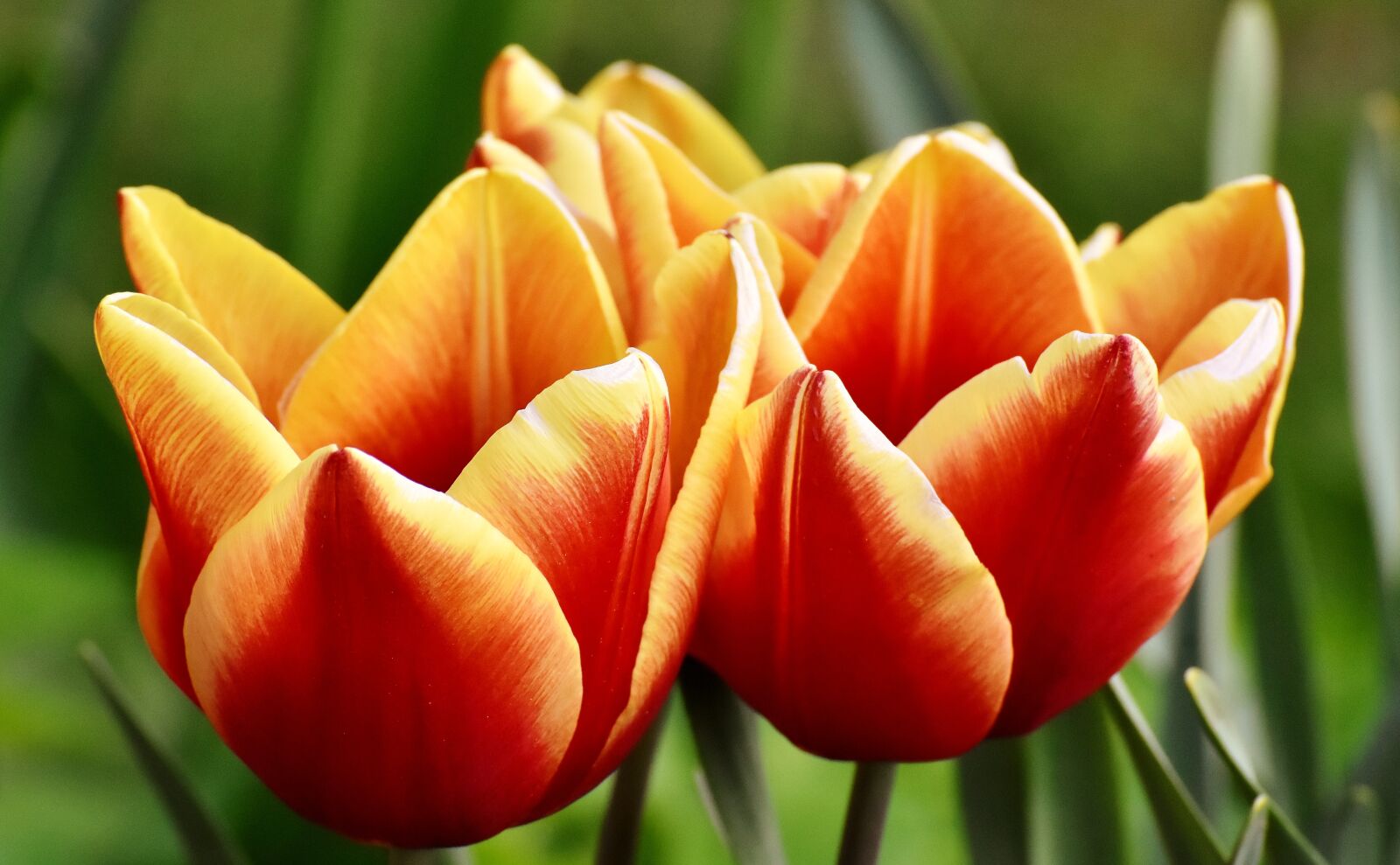 Nikon D7200 sample photo. Tulips, flowers, colorful photography