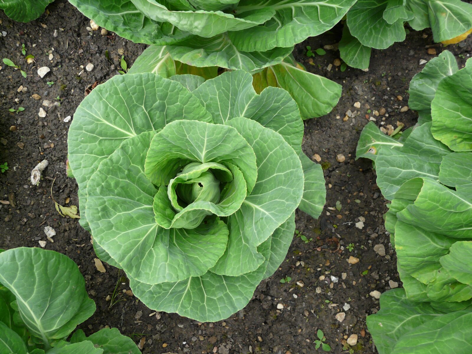Panasonic DMC-FZ18 sample photo. Cabbage, garden, veg photography