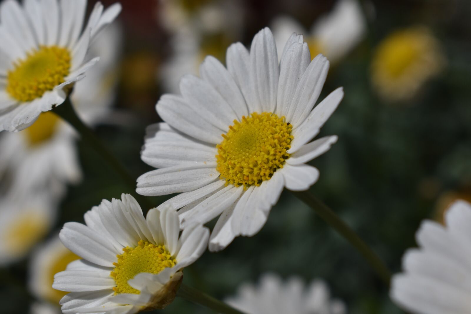 Nikon D3400 sample photo. Flower, white, magerite photography