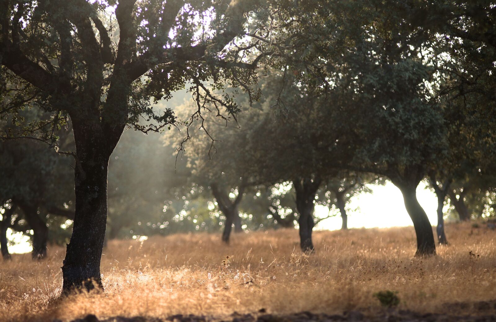 Canon EOS 70D sample photo. Dehesa, field, jaén photography