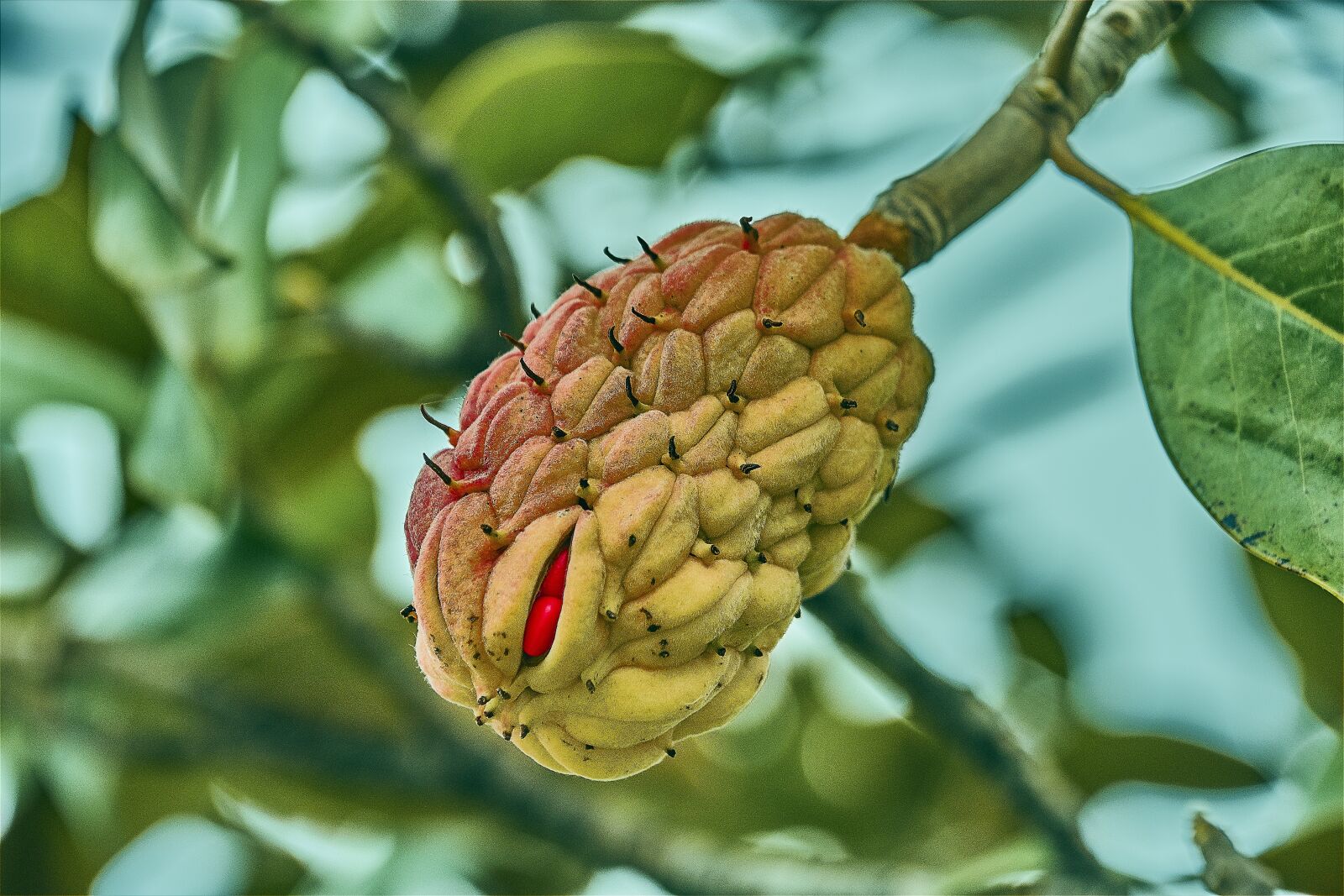 Nikon D7200 sample photo. Flower, fruits, plant photography