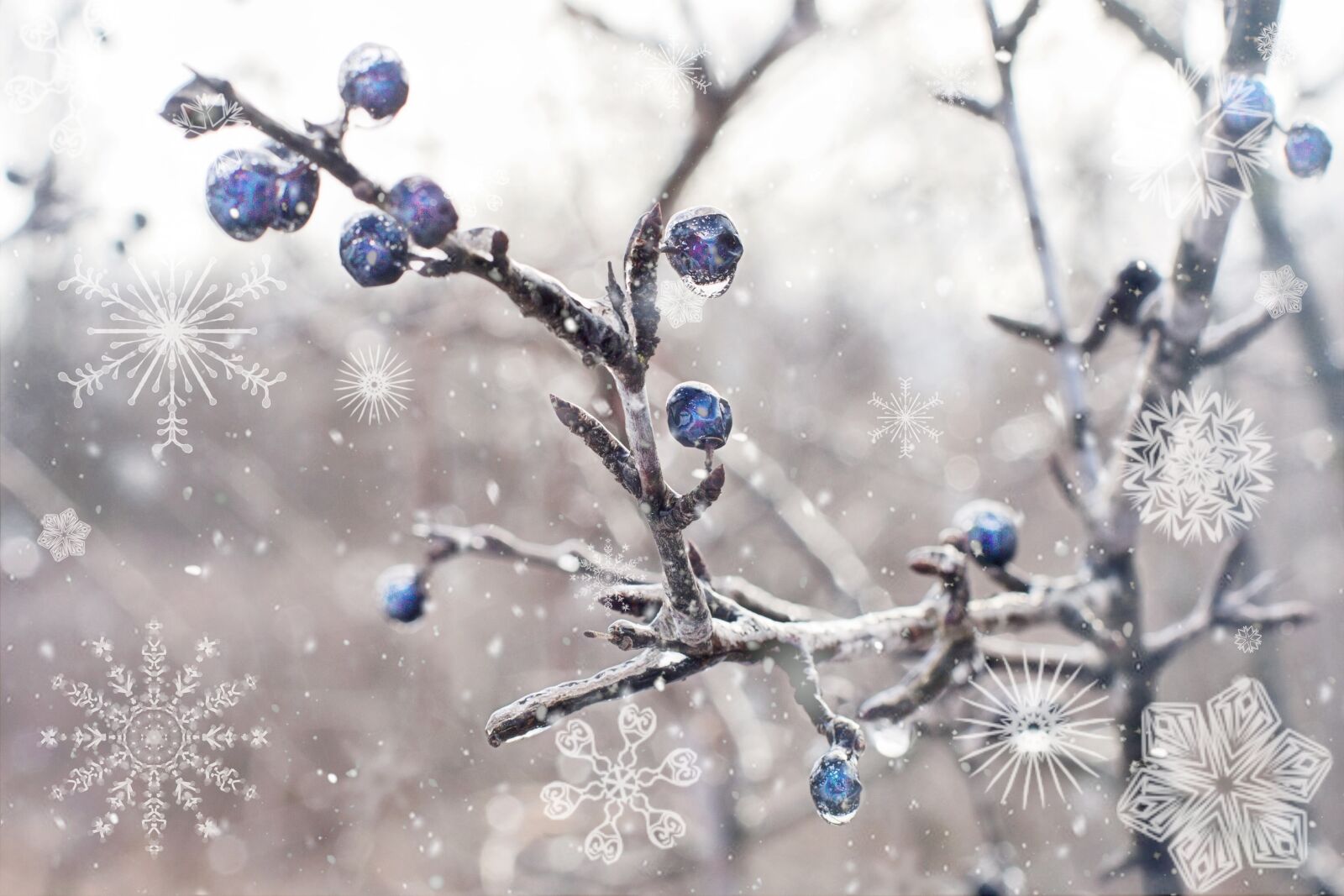 Canon EOS 5D Mark III + Canon EF 50mm F1.4 USM sample photo. Winter, snow, berries photography