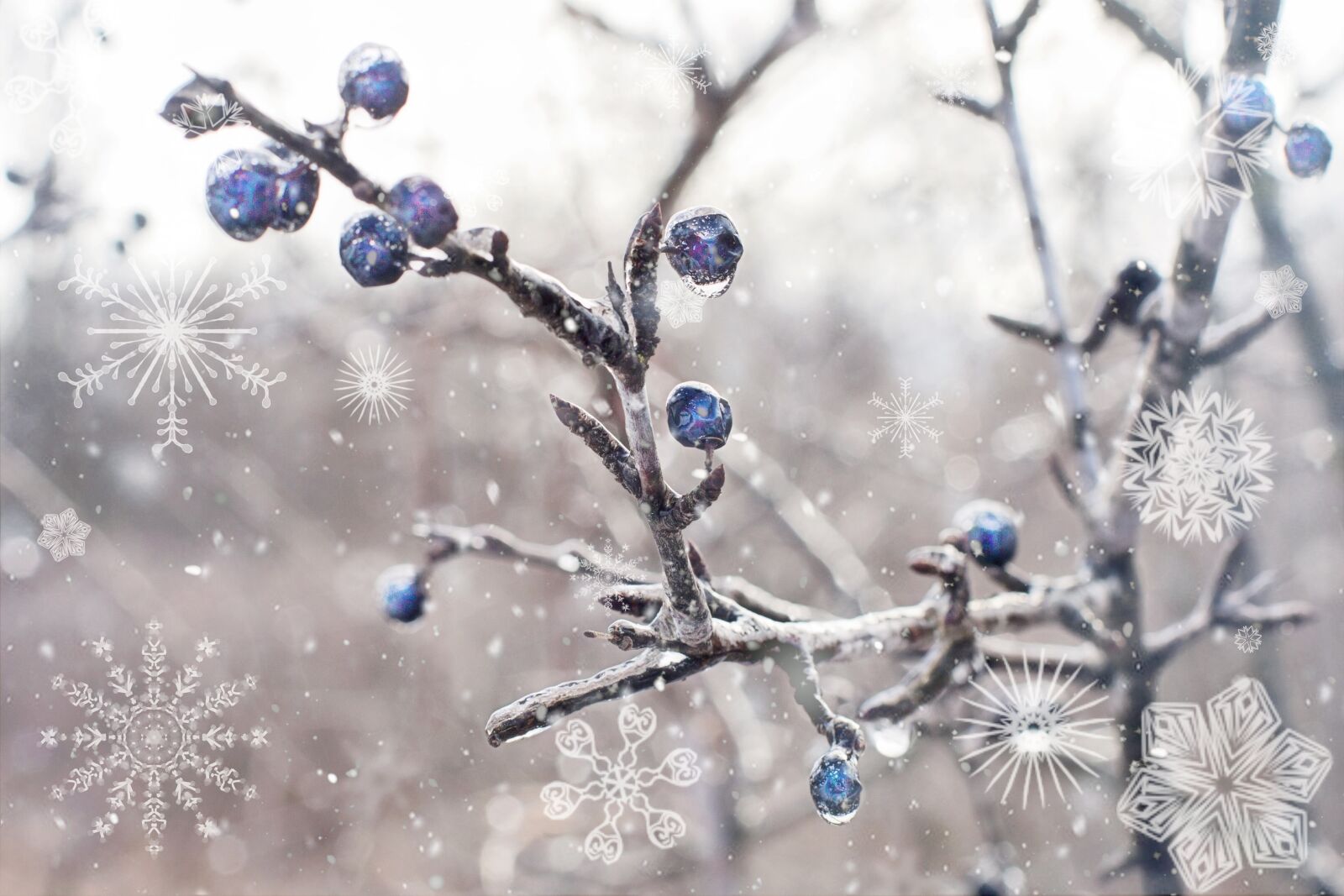 Canon EF 50mm F1.4 USM sample photo. Winter, snow, berries photography