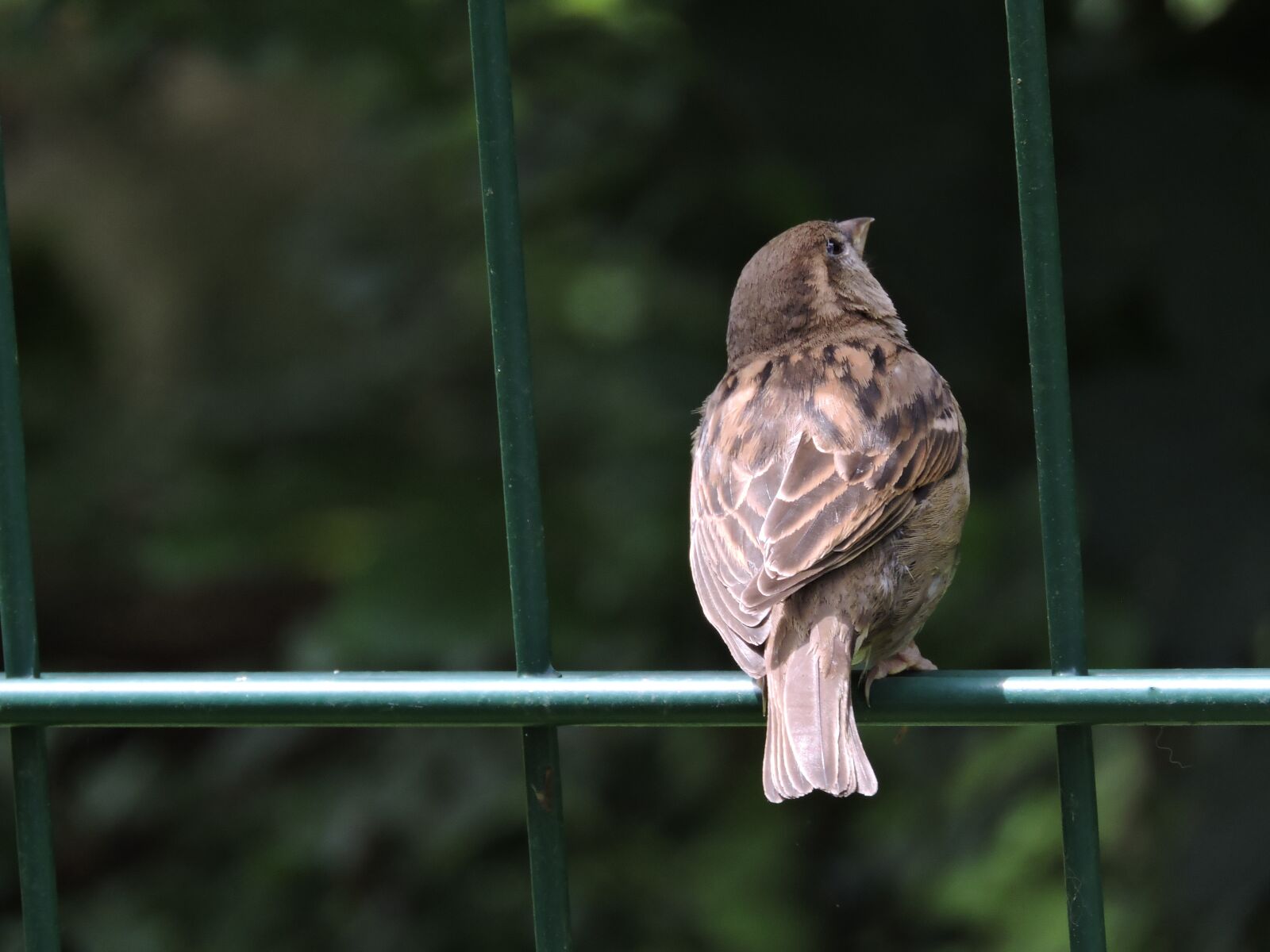 Nikon Coolpix P600 sample photo. Bird, zoo, feather photography