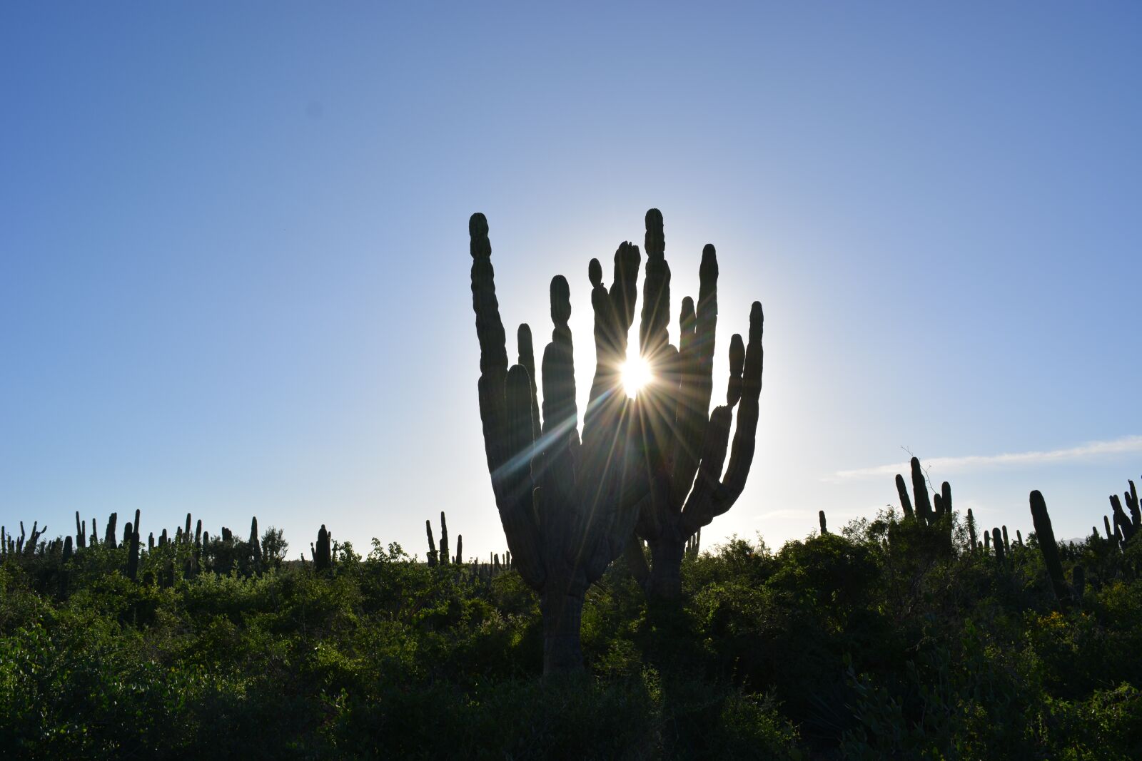 Nikon D5200 sample photo. Cactus in the desert photography