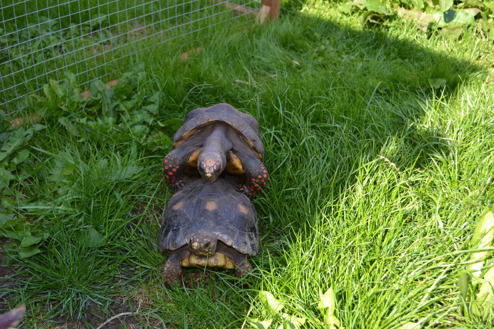 Nikon D3100 sample photo. Red, foot, tortoise photography