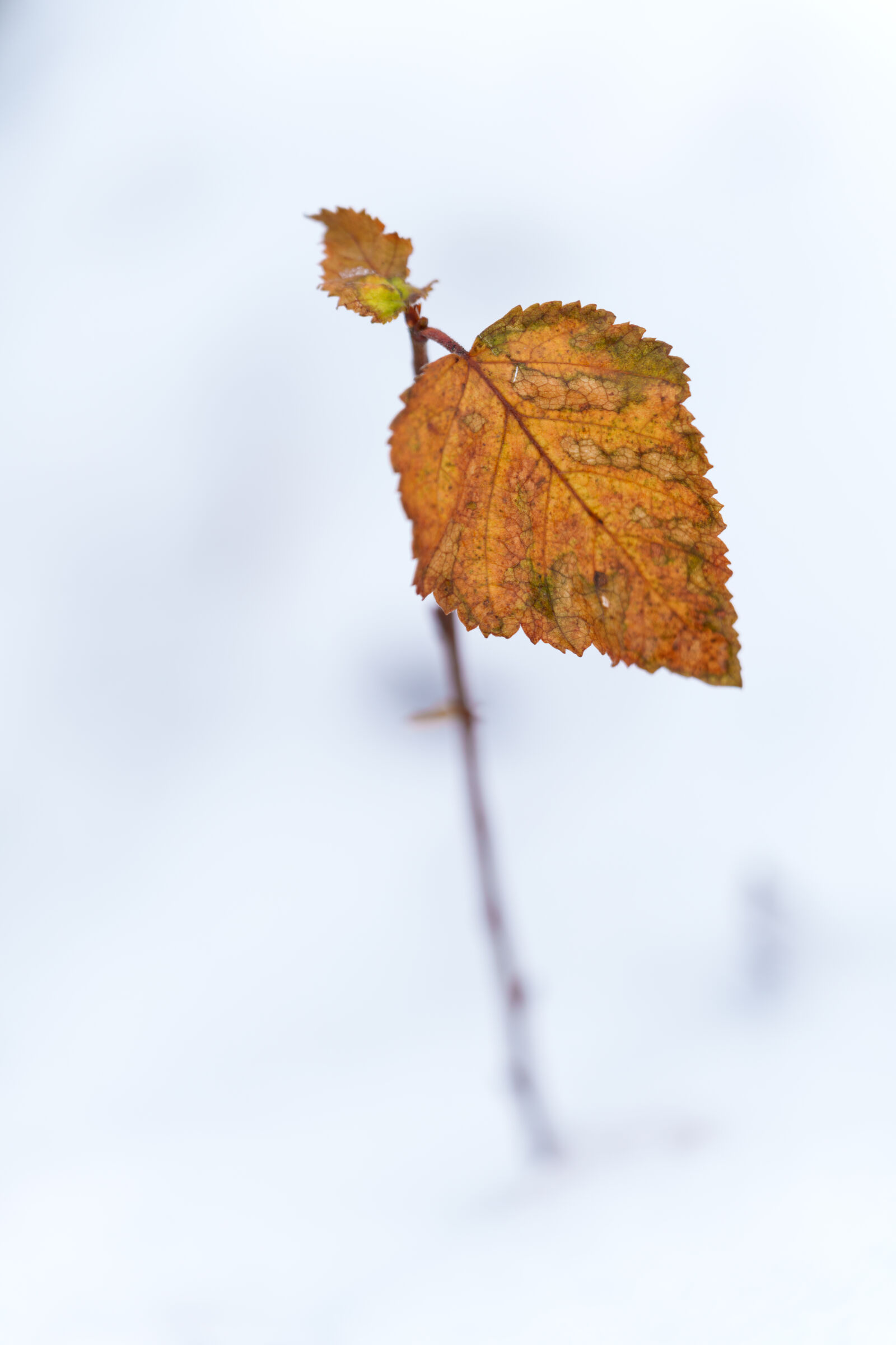 Sigma 70-200mm F2.8 DG DN OS | Sports sample photo. Last leaves of the photography