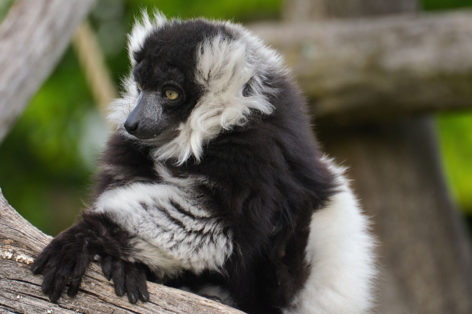 Nikon D5300 sample photo. Animal, black-and-white vari, zoo photography