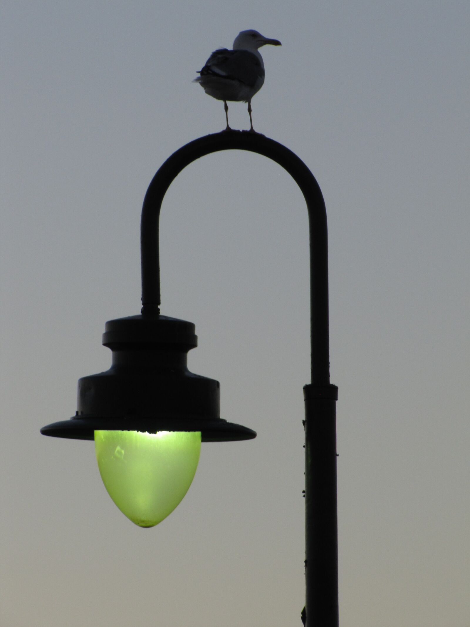Canon PowerShot SX20 IS sample photo. Lantern, bird, sky photography
