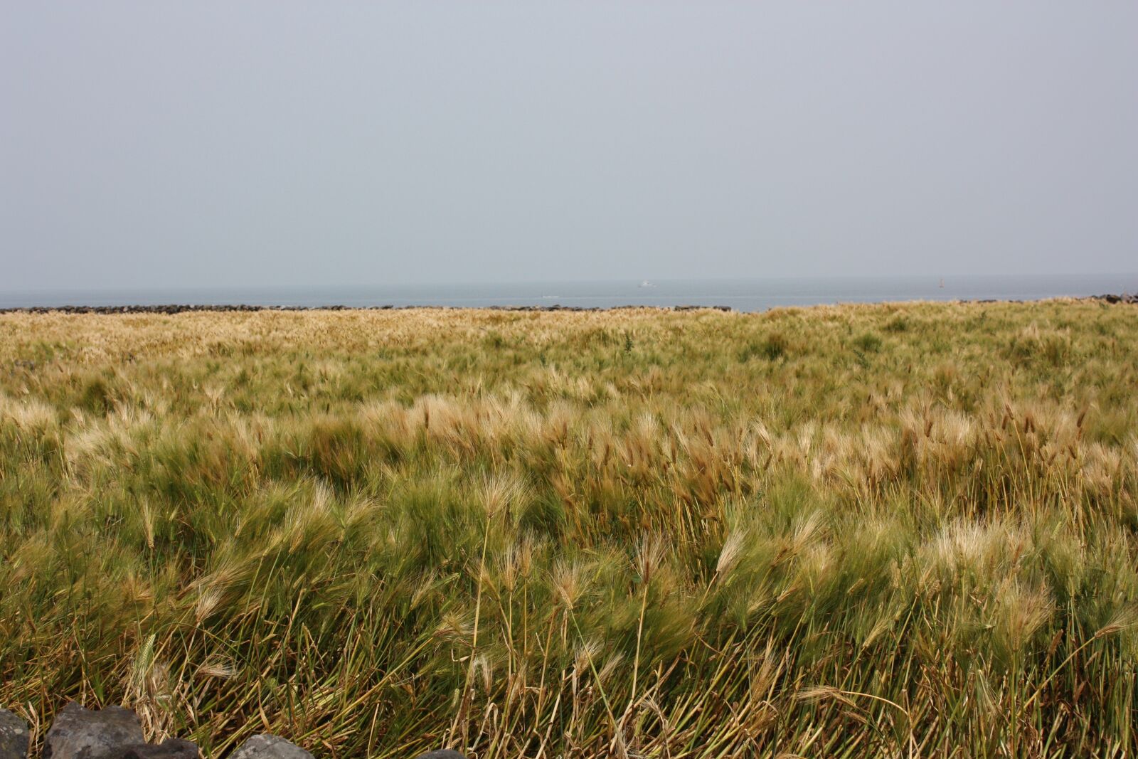 Canon EOS 450D (EOS Rebel XSi / EOS Kiss X2) sample photo. Jeju island, reed, field photography