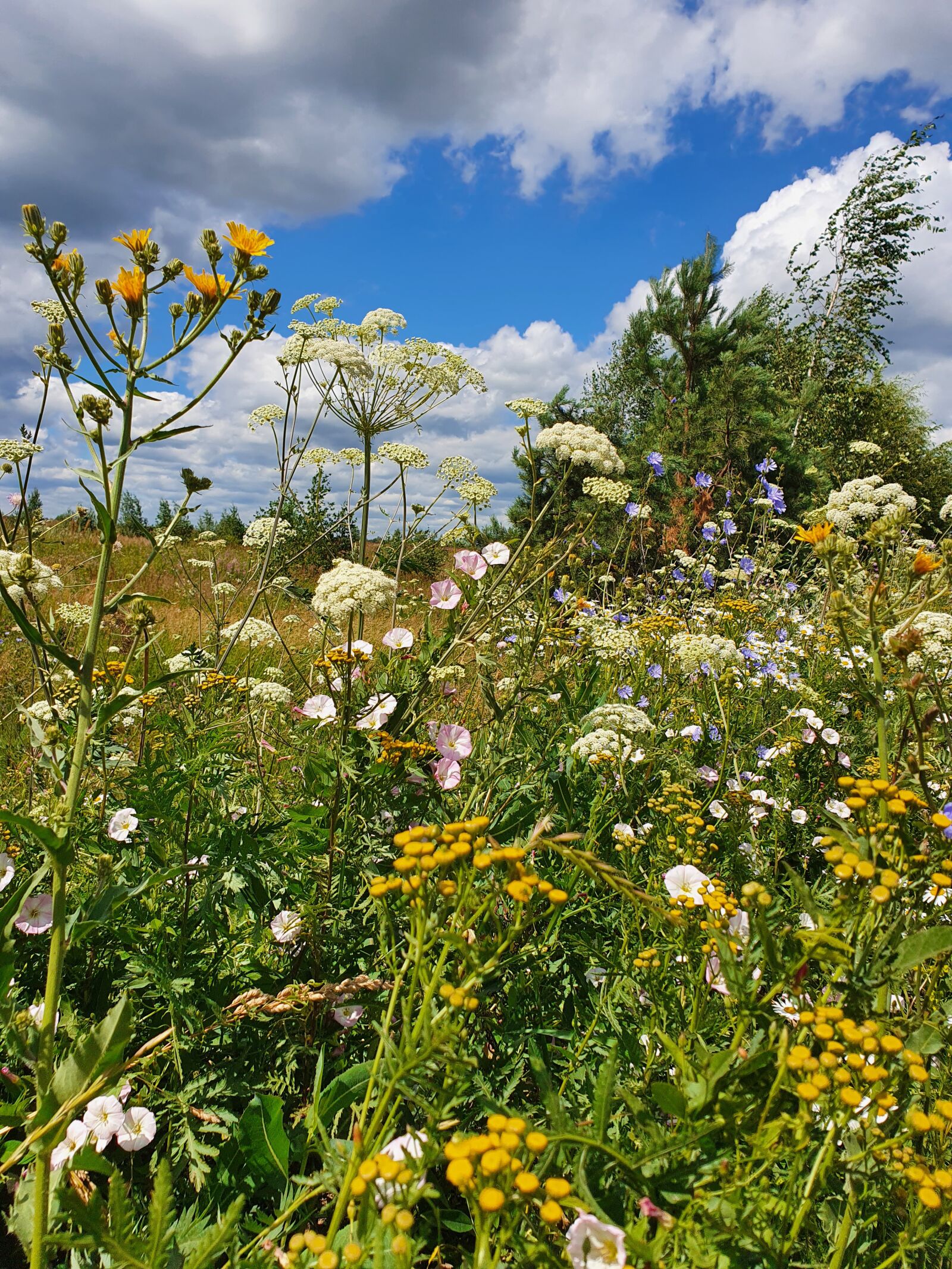 Samsung Galaxy S10 sample photo. Flowers, glade, field photography