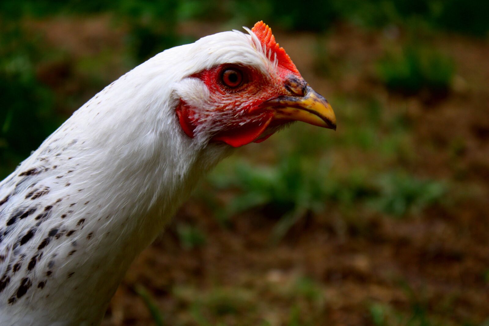 Canon EOS 450D (EOS Rebel XSi / EOS Kiss X2) sample photo. Animal, chicken, bill photography