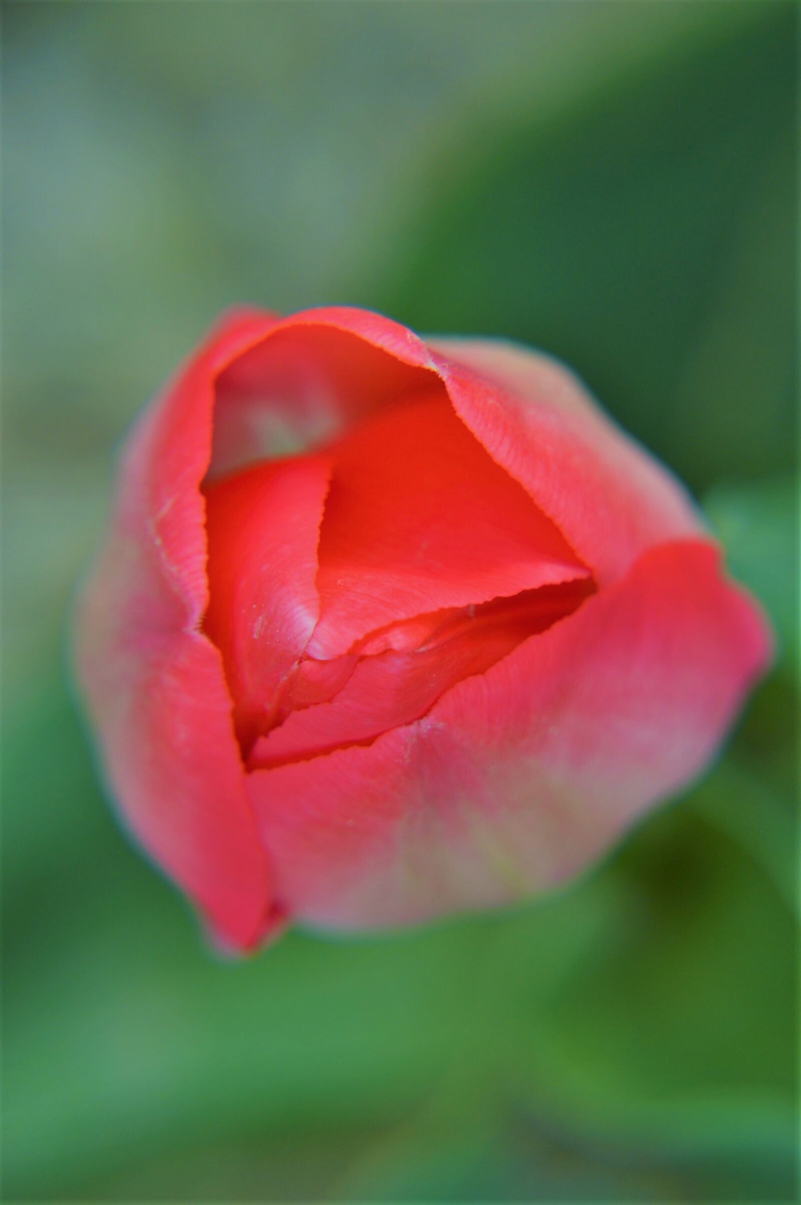 Nikon D3200 sample photo. Tulip, flower, spring photography