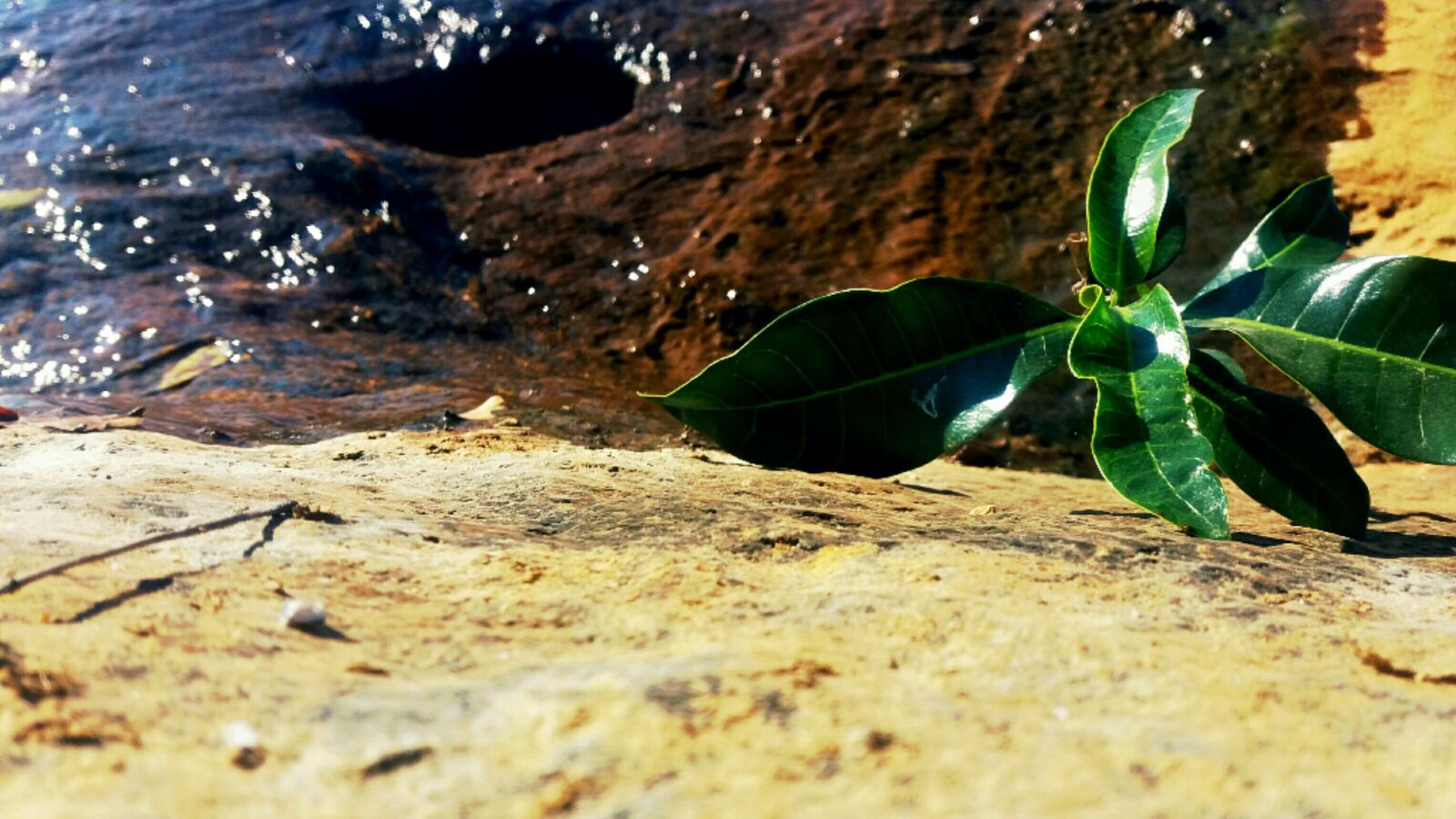 Samsung Galaxy J5 sample photo. Rapid, water, green leaf photography
