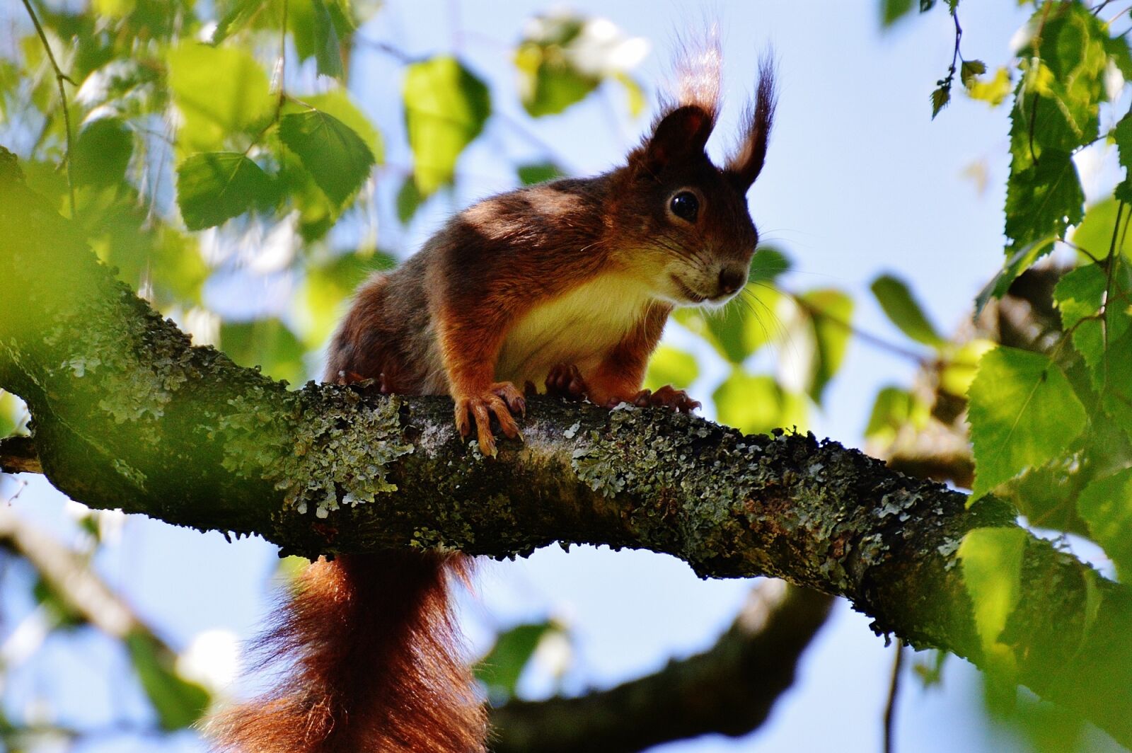 Nikon D3200 sample photo. Squirrel, nager, cute photography