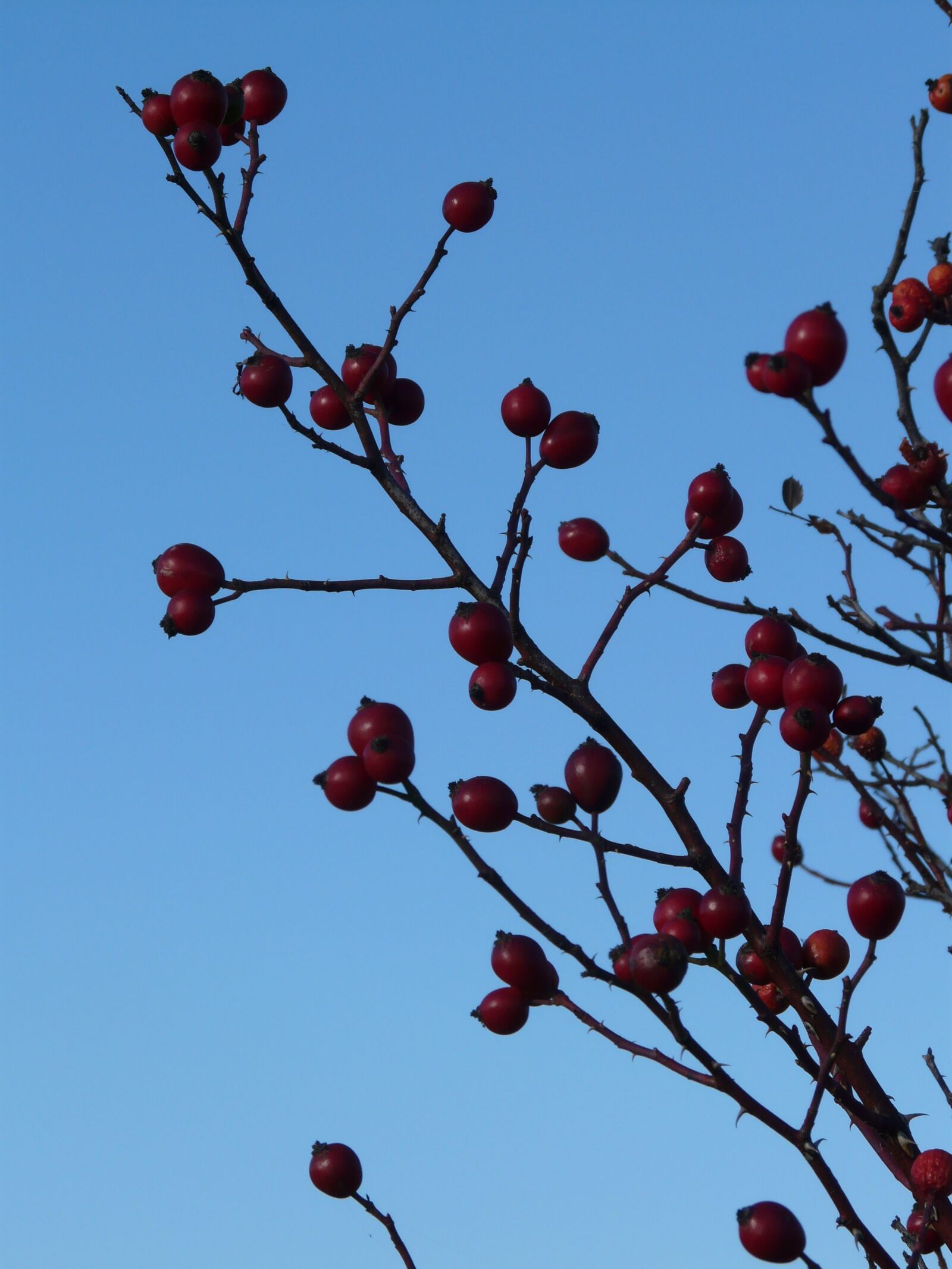 Panasonic DMC-FZ18 sample photo. Rose hip, fruit, sammelfrucht photography