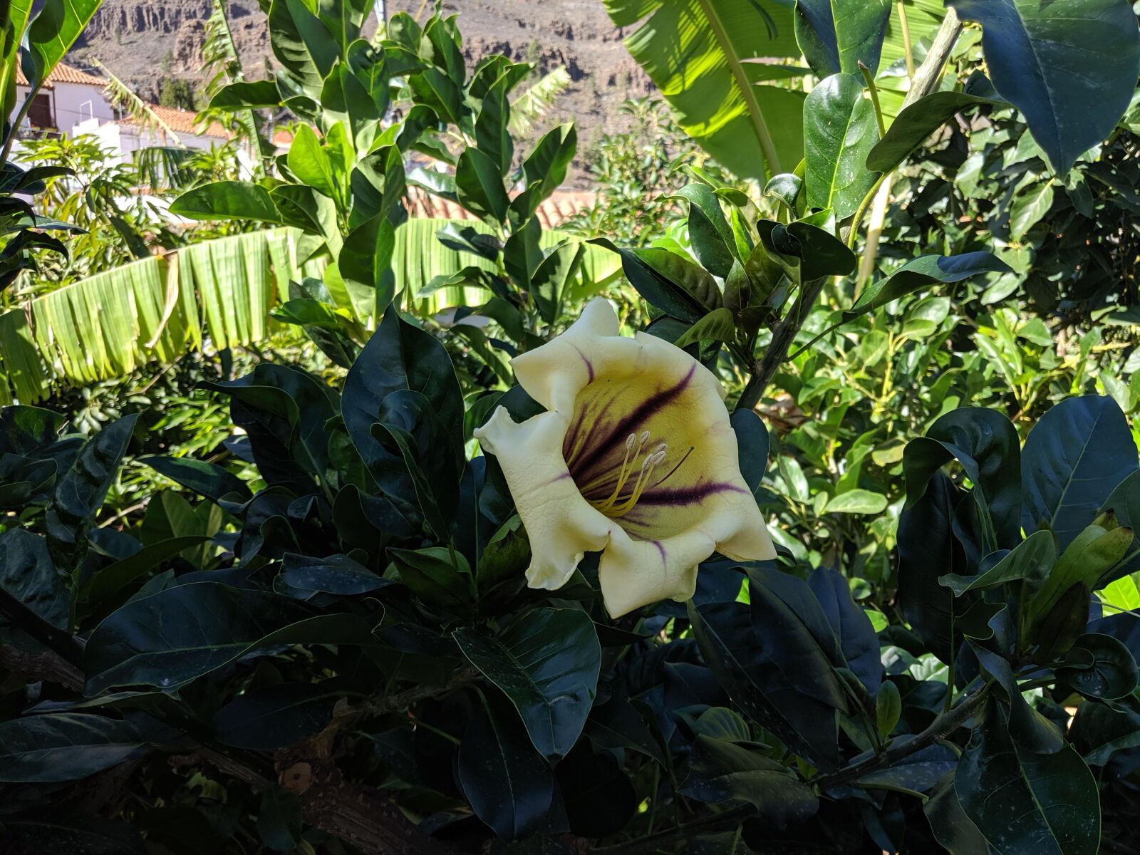 Google Pixel 3 XL sample photo. Flowers, nature, banana photography