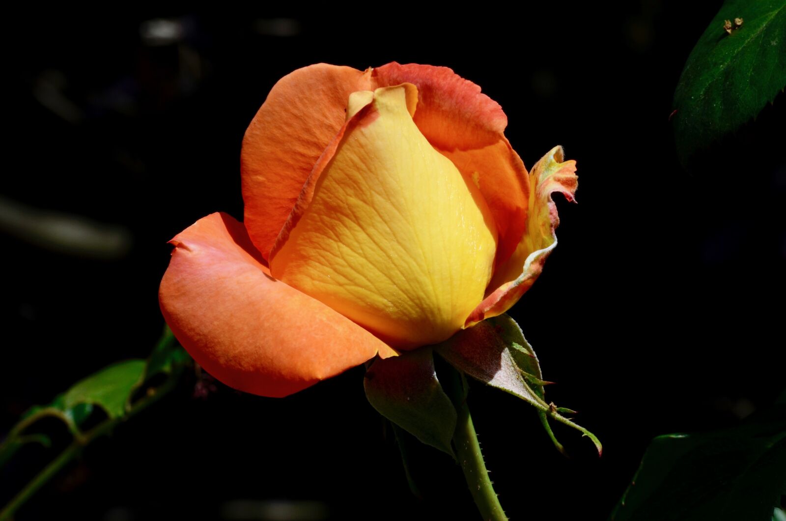Nikon D5100 sample photo. Rose, blossom, bloom photography