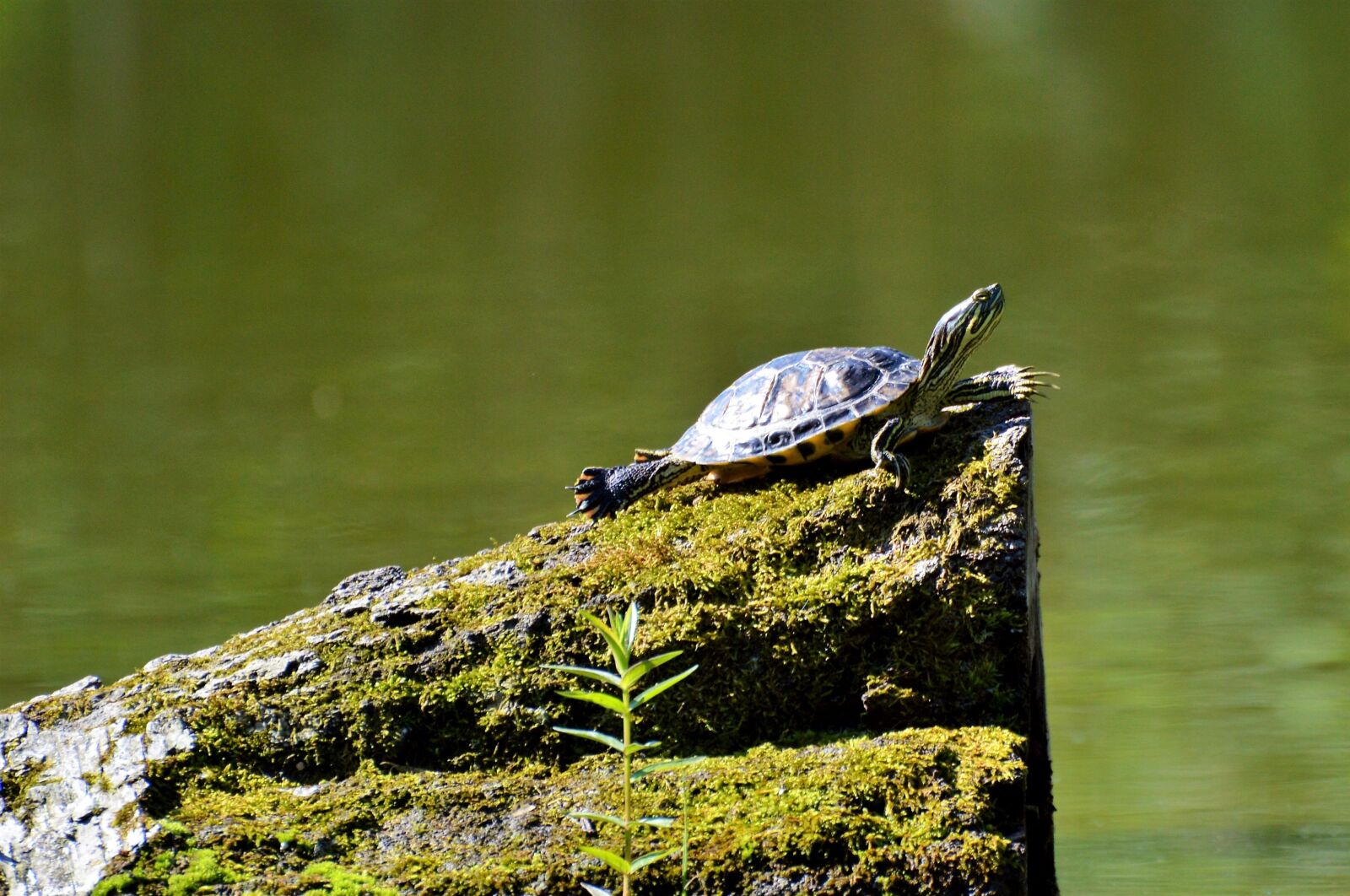 Nikon D3200 sample photo. Turtle, reptile, water turtle photography
