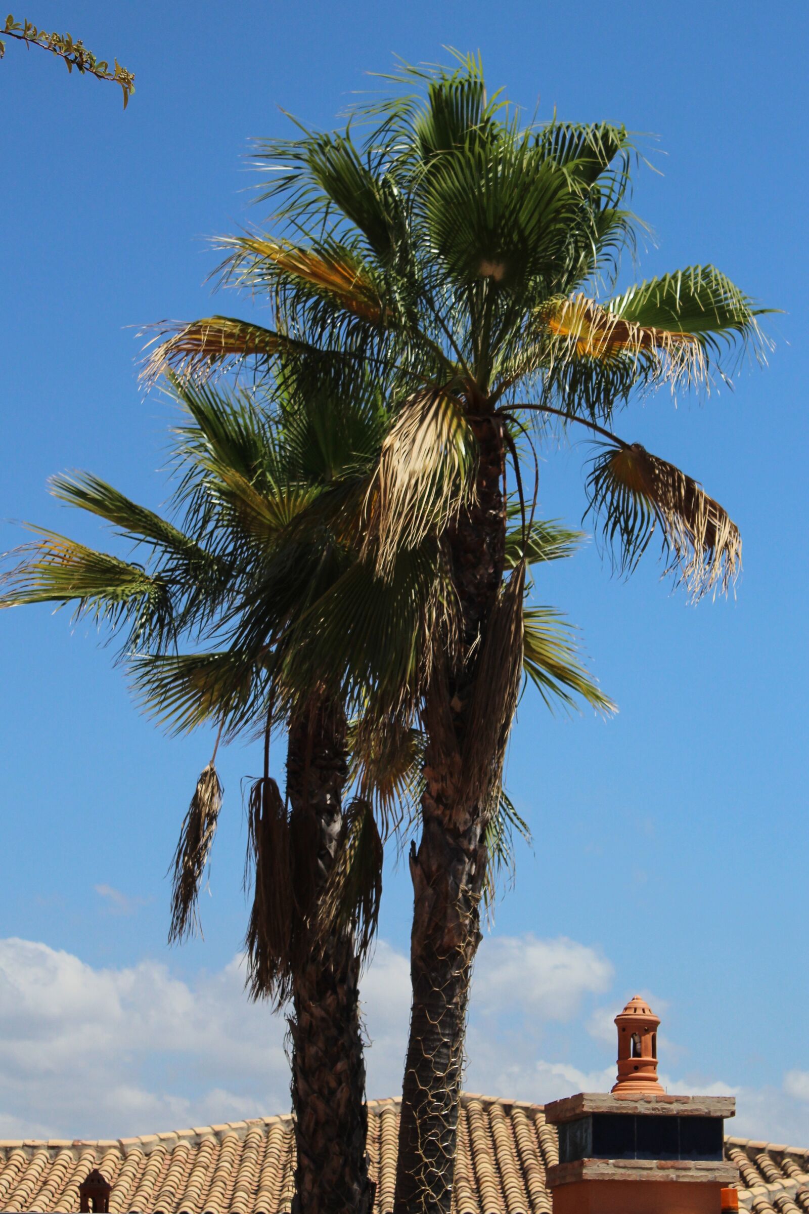 Canon EOS 1200D (EOS Rebel T5 / EOS Kiss X70 / EOS Hi) sample photo. Palm tree, spain, tree photography