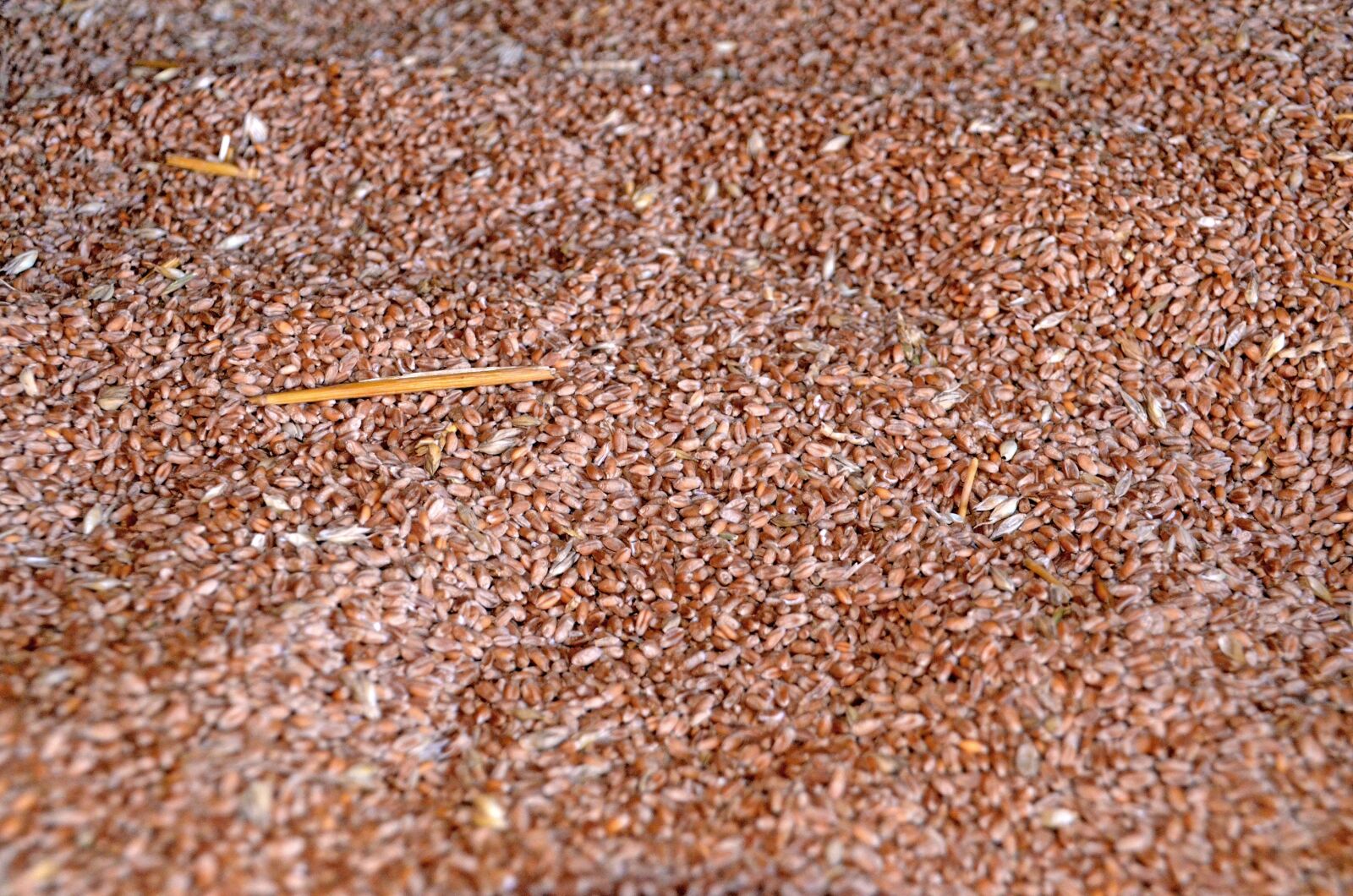 Nikon D5100 sample photo. Getreide, grain, korn photography