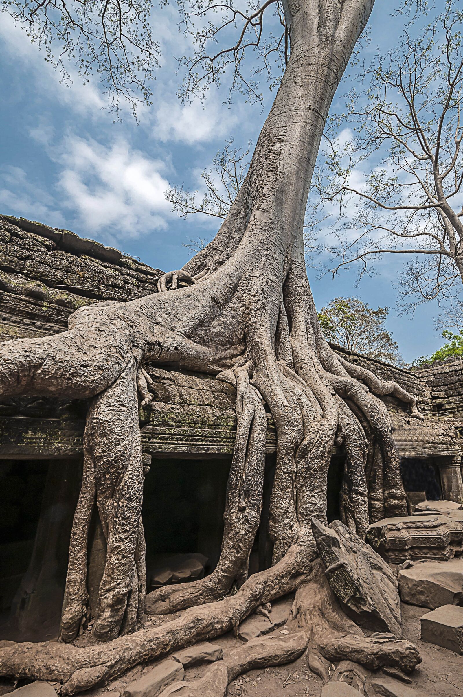 Nikon D90 sample photo. Tree, trunk, nature photography