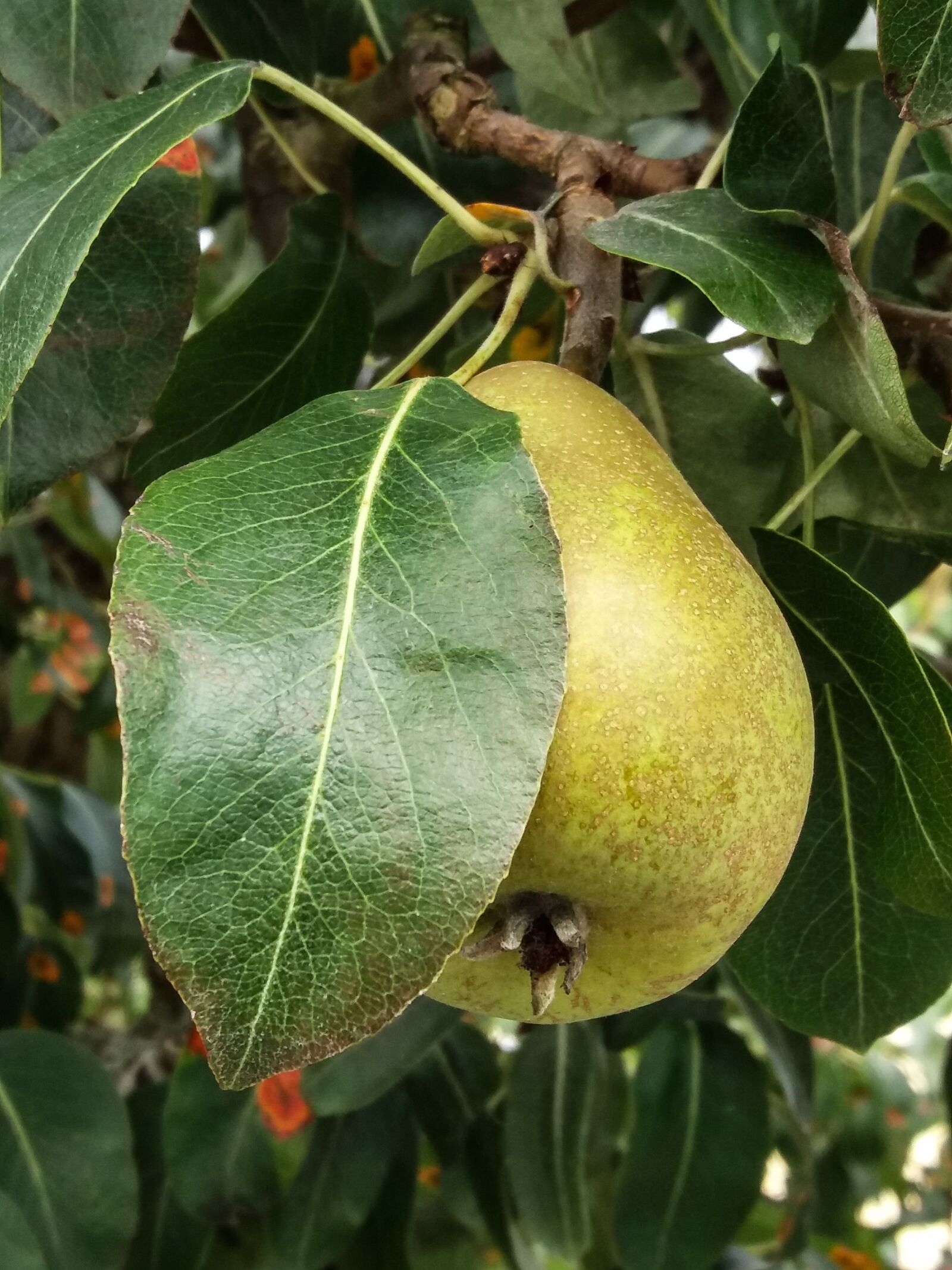 Samsung SM-J500FN sample photo. Pear, pear tree, the photography