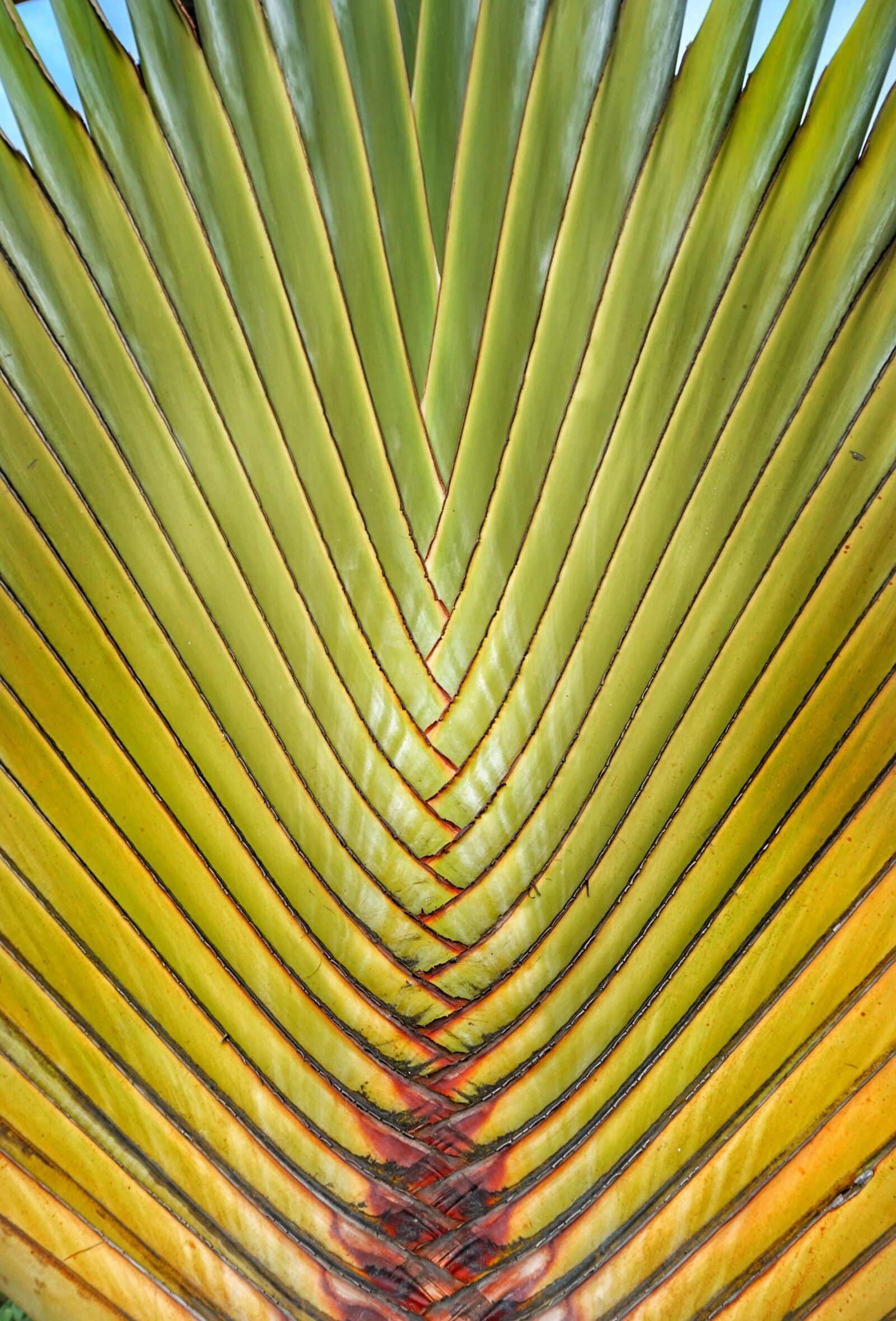 Sony a6300 sample photo. Traveler's tree, tropical, palm photography