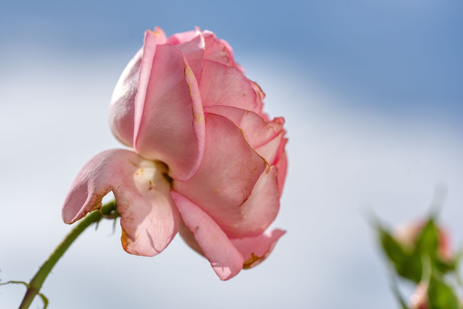 Nikon D750 sample photo. Rose, pink, hit photography