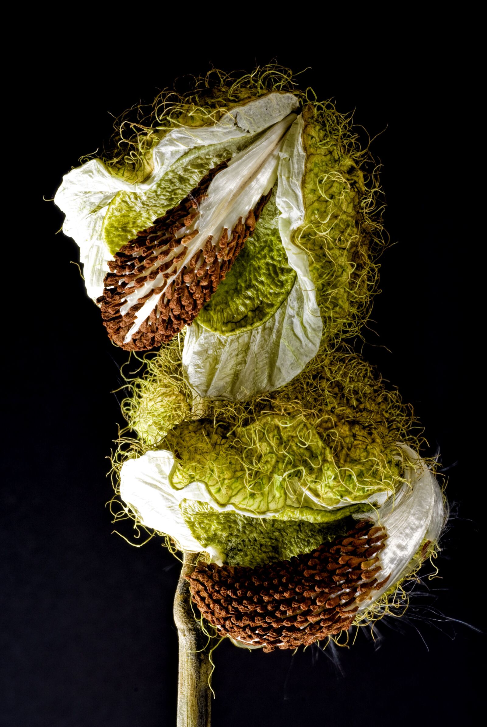Nikon D200 sample photo. Macro, bull eggs, flower photography