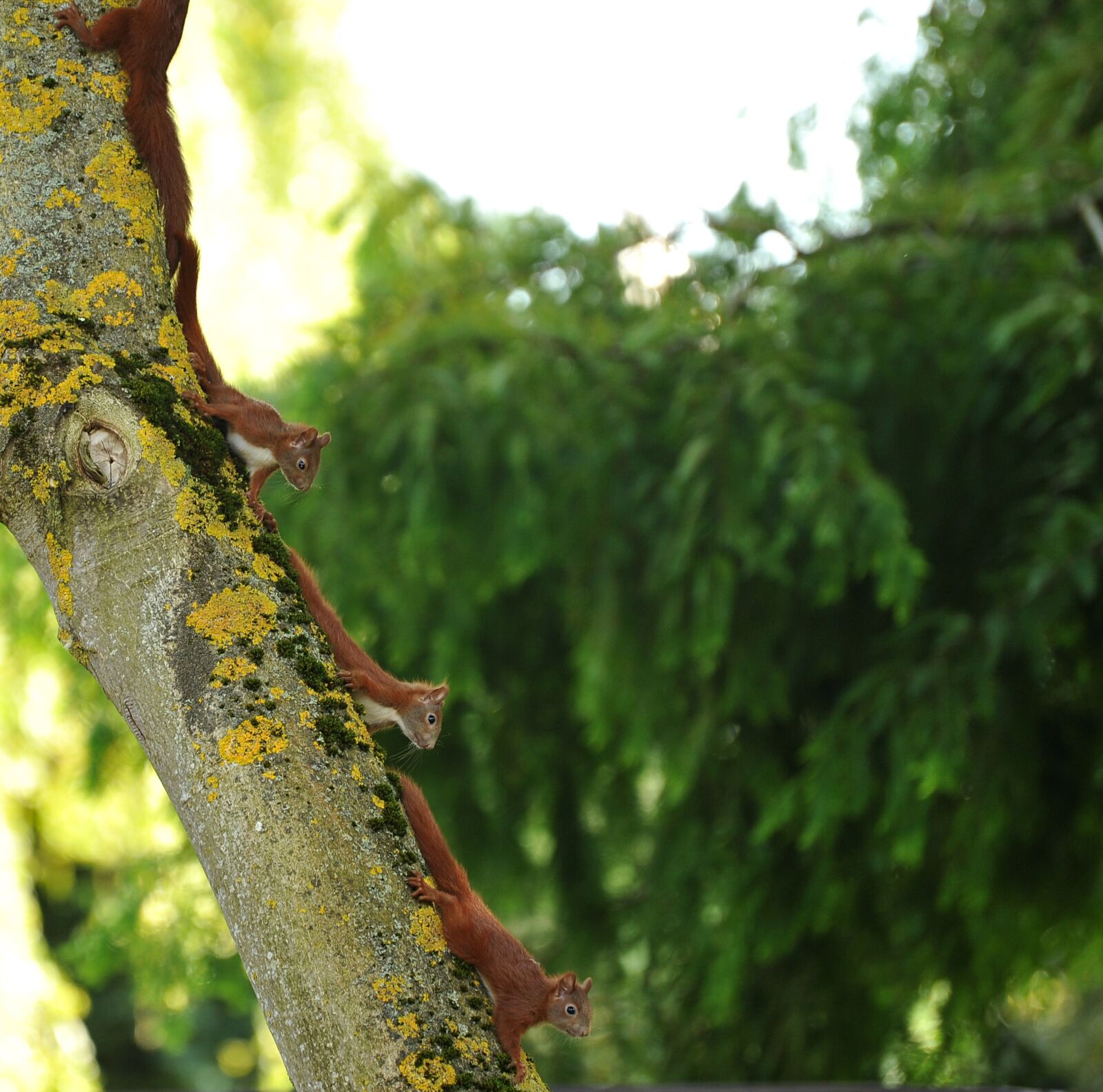 Nikon D3S sample photo. Squirrel, animal, young animals photography