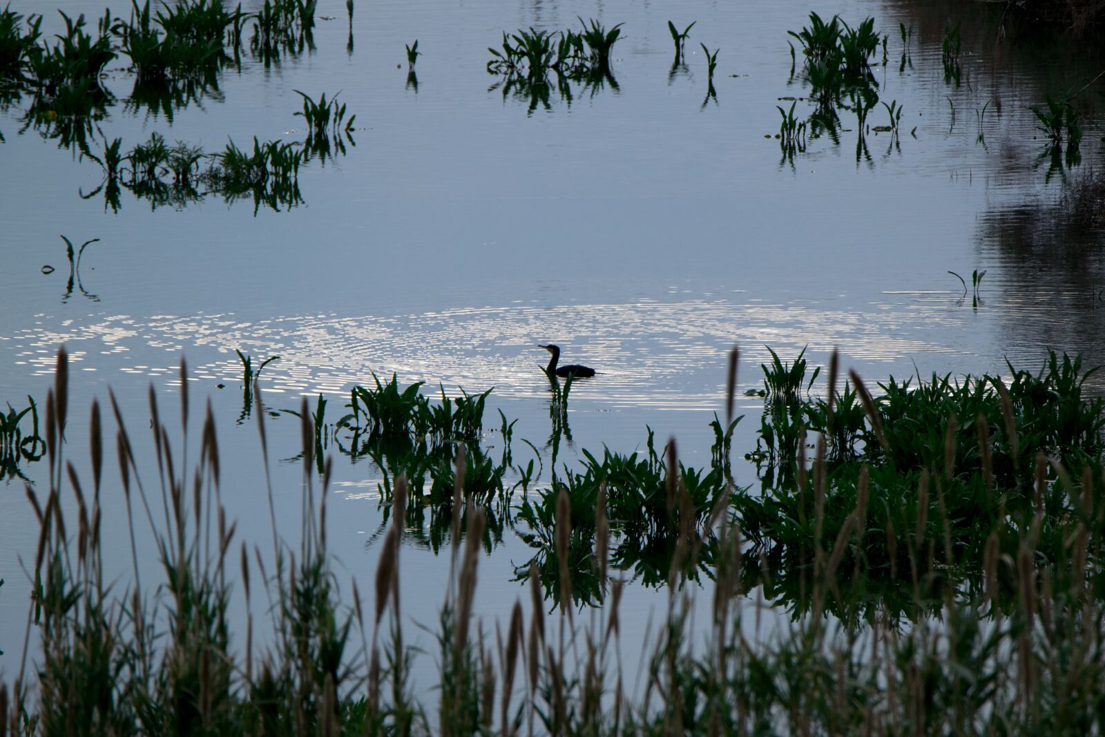 Tamron SP 150-600mm F5-6.3 Di VC USD sample photo. Body of water, nature photography